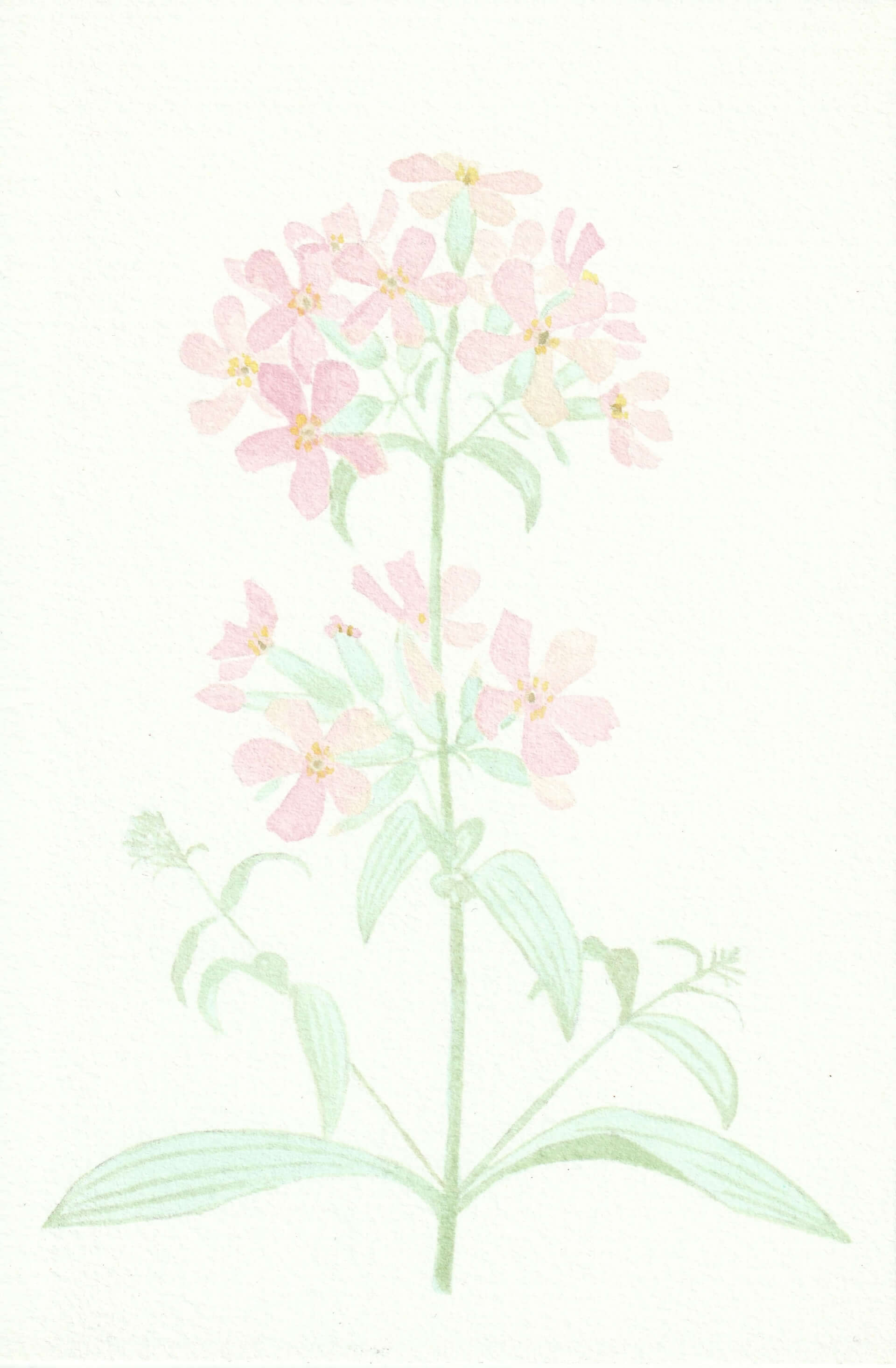 Saponaire | christophe-henry