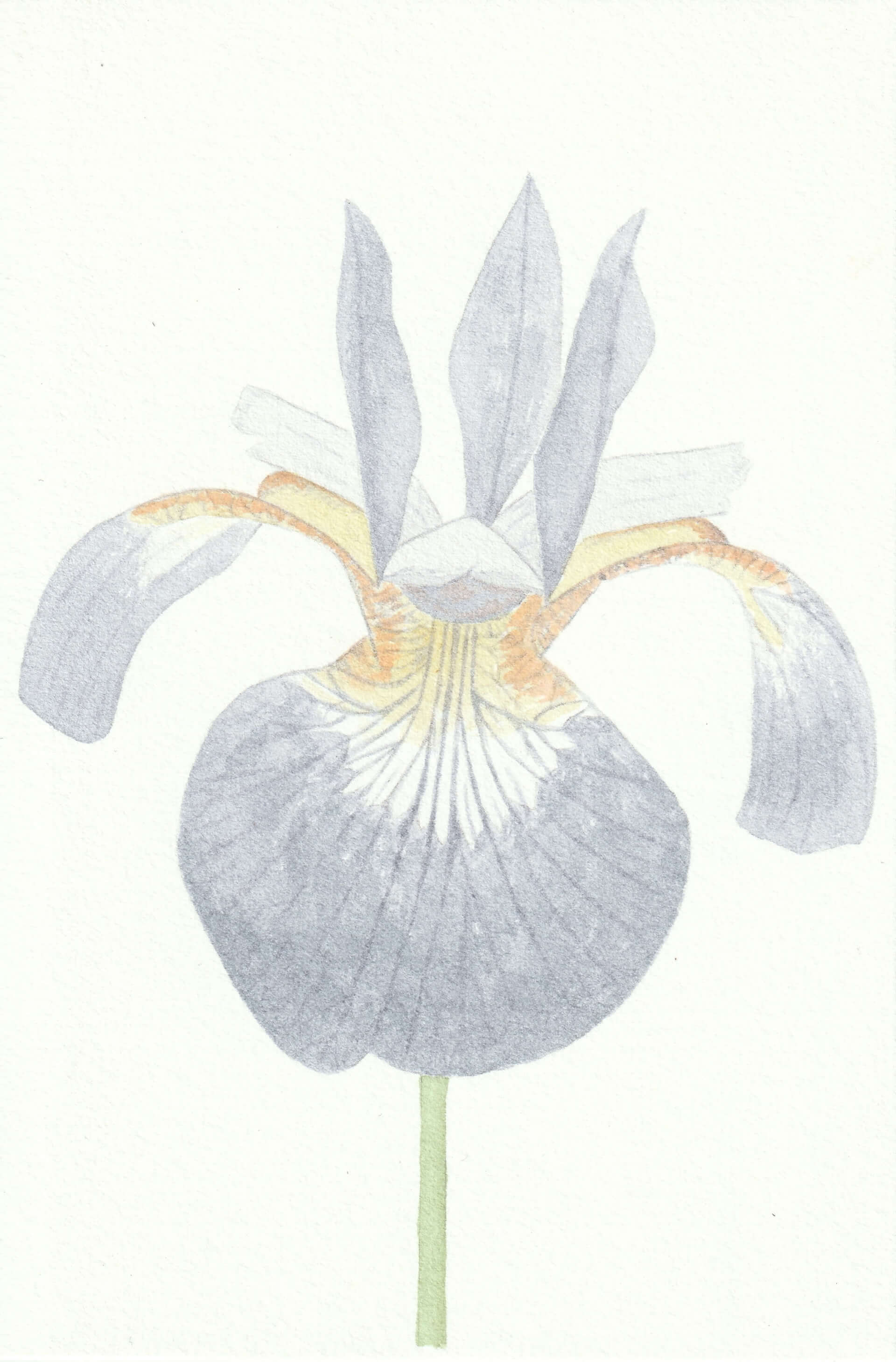 Iris de Sibérie | christophe-henry