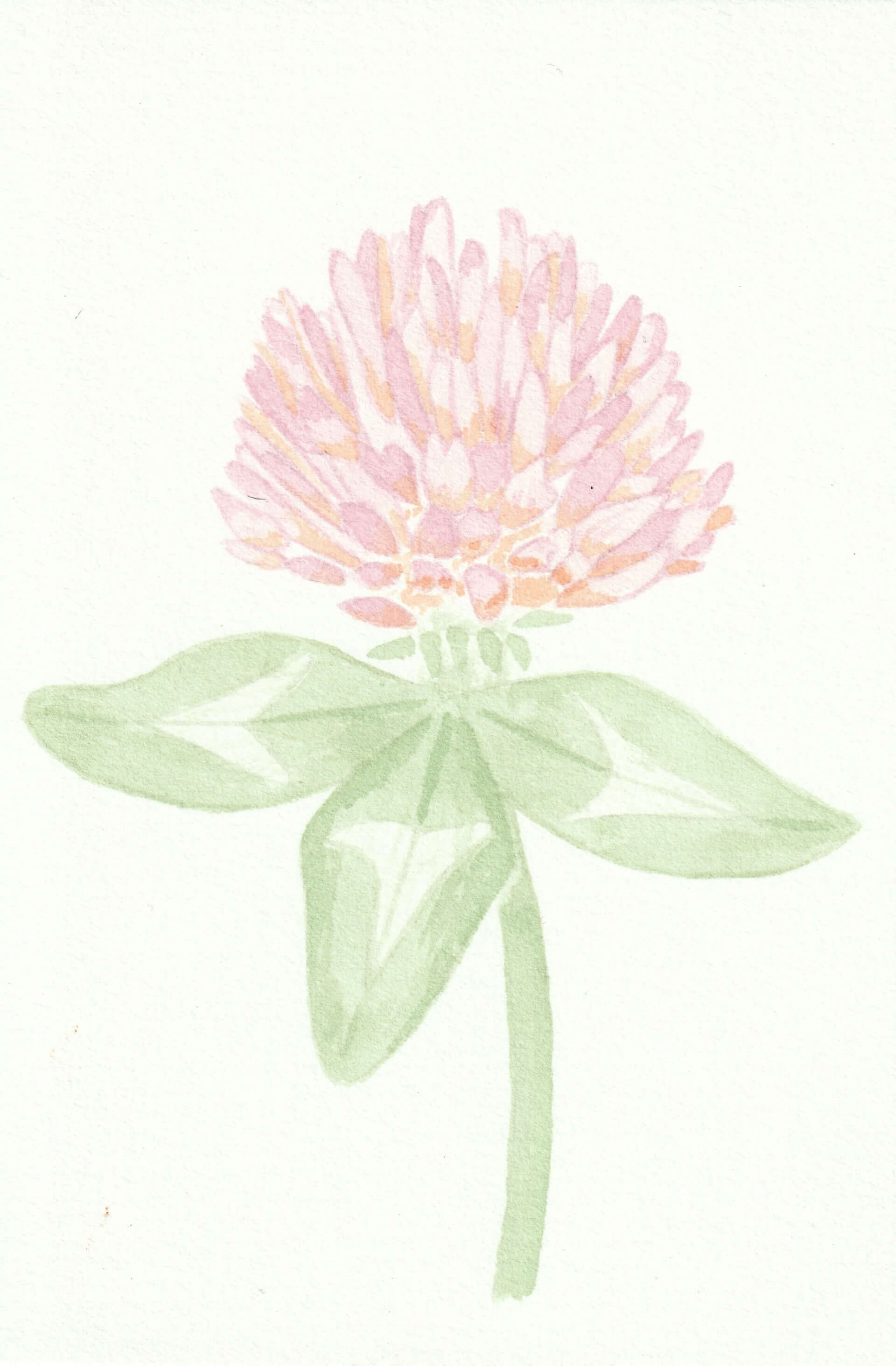 Trèfle des prés | christophe-henry