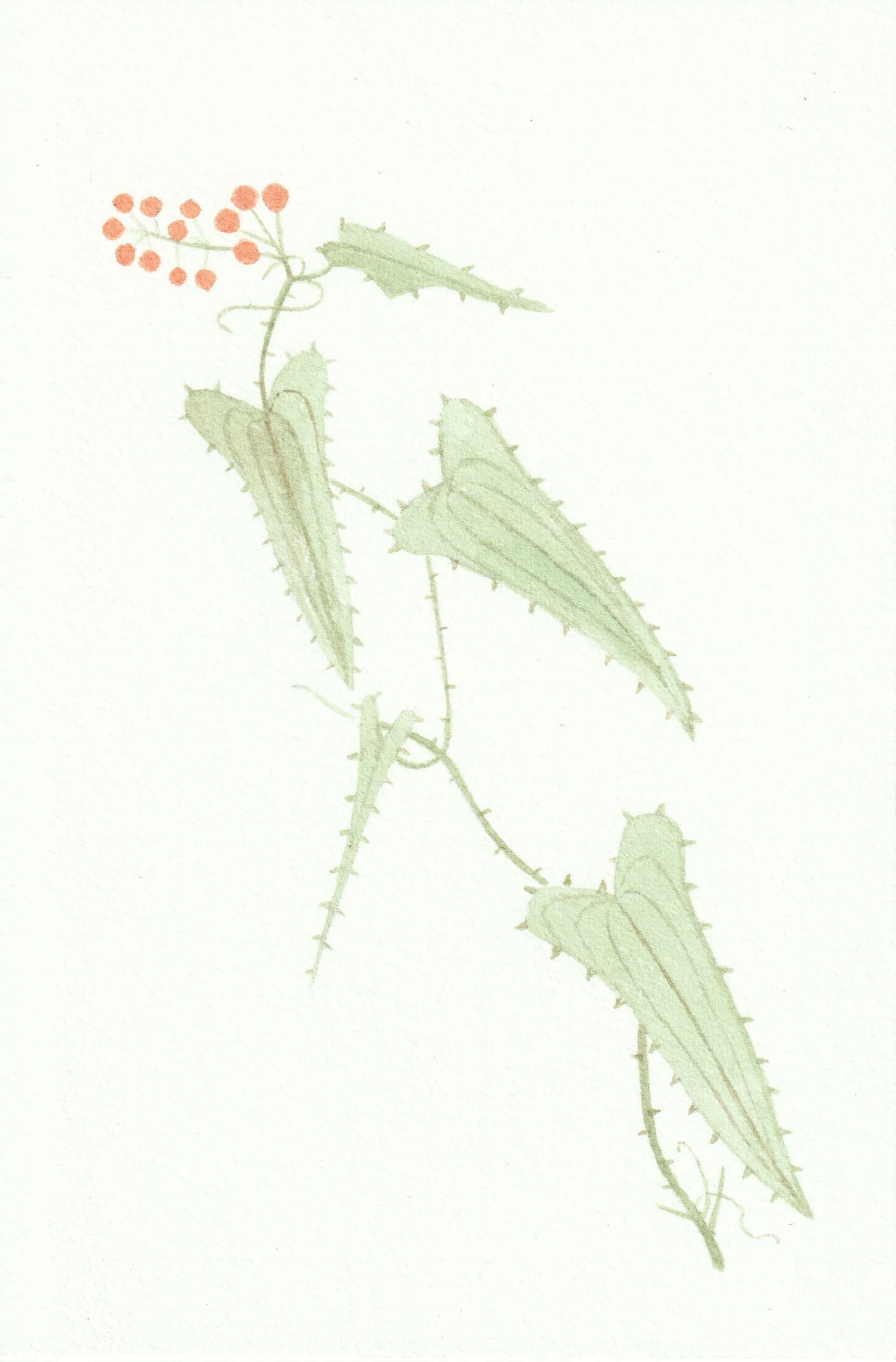 Salsepareille | christophe-henry