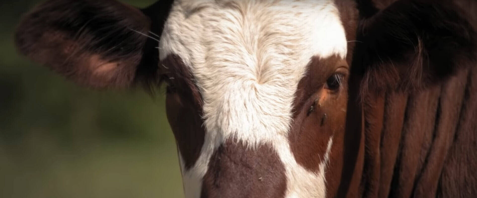 Alimentation consciente et droits des animaux | Vivant·e !