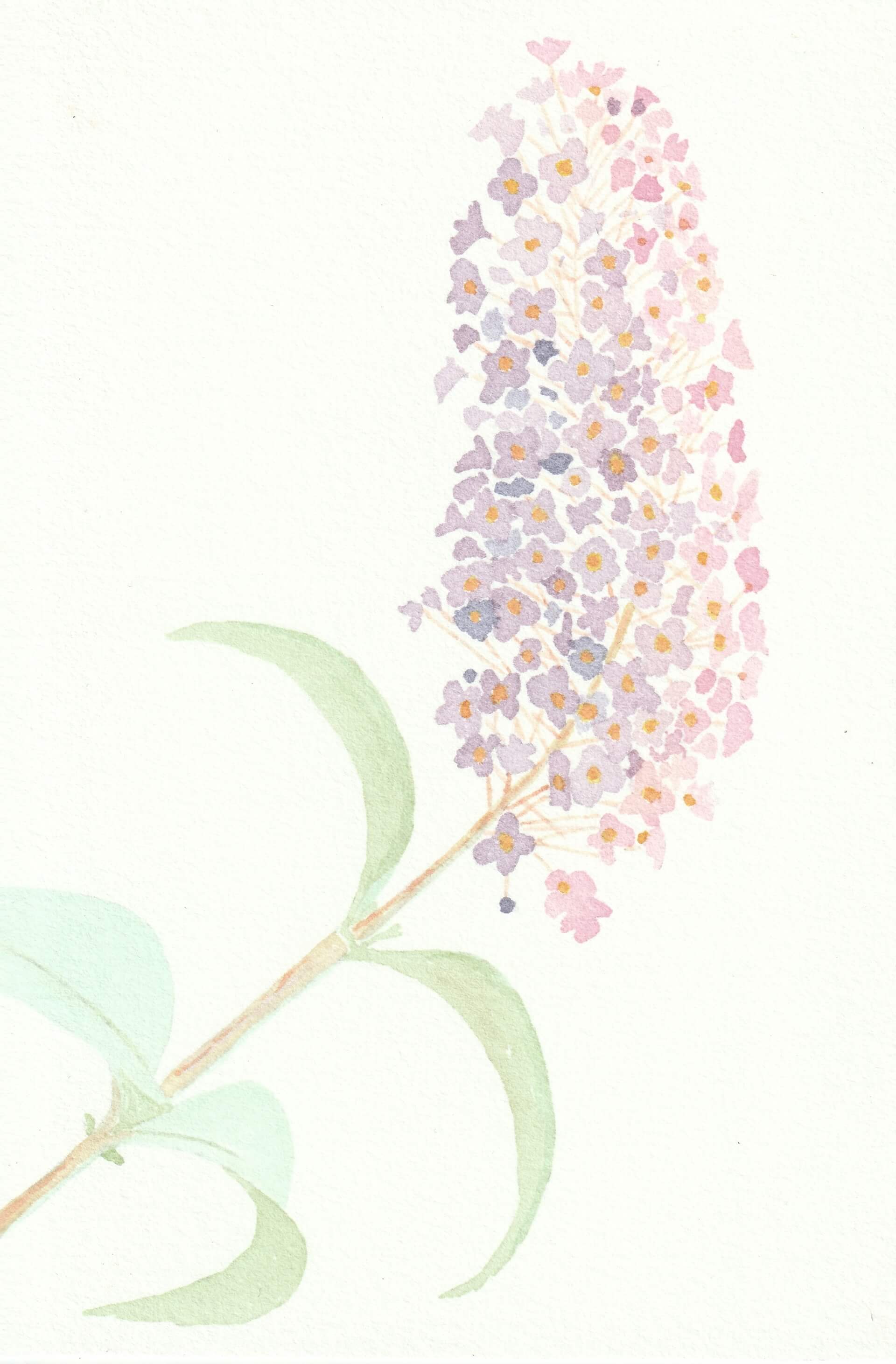 Arbre aux papillons | christophe-henry