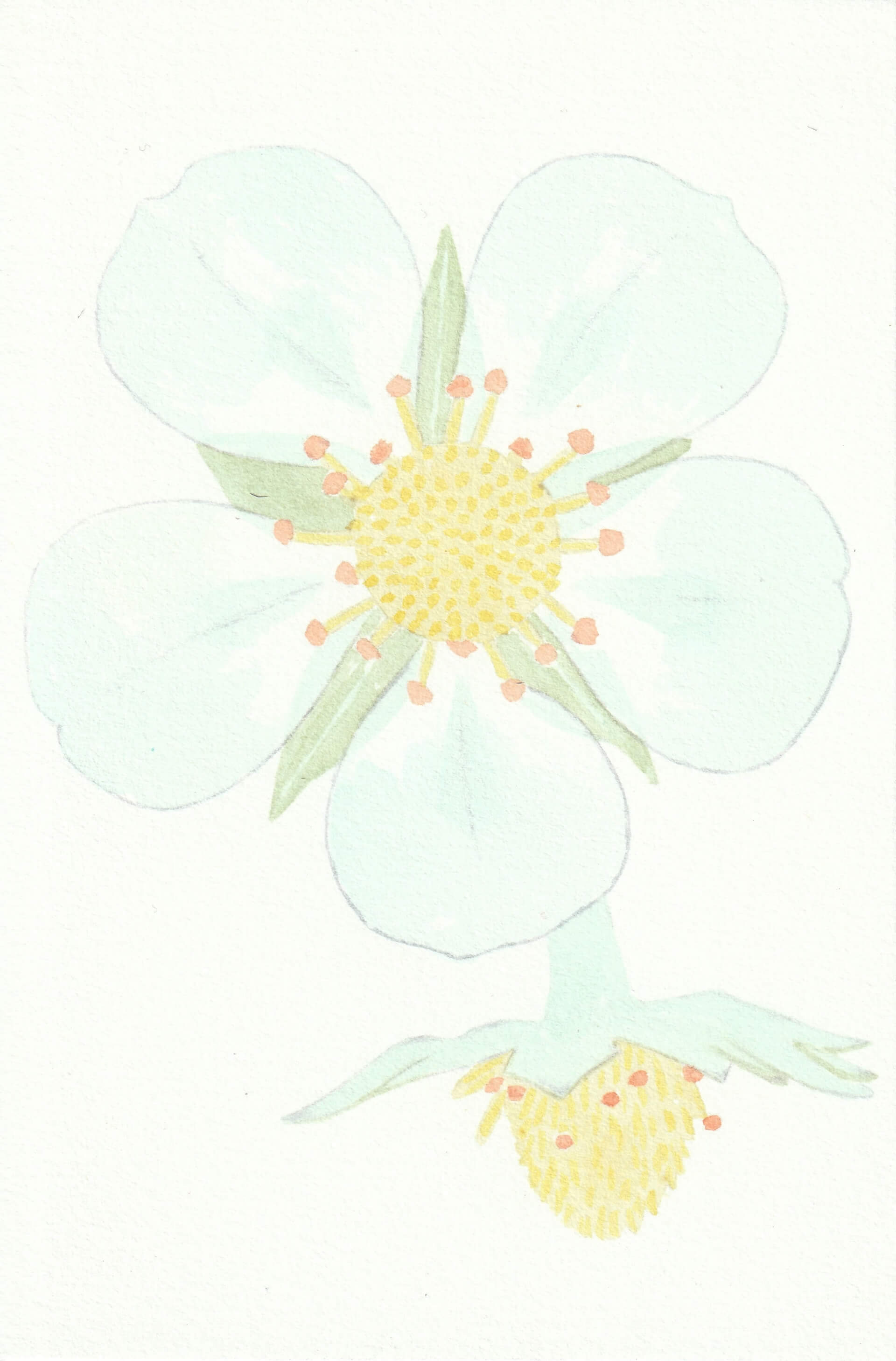 Fraisier | christophe-henry