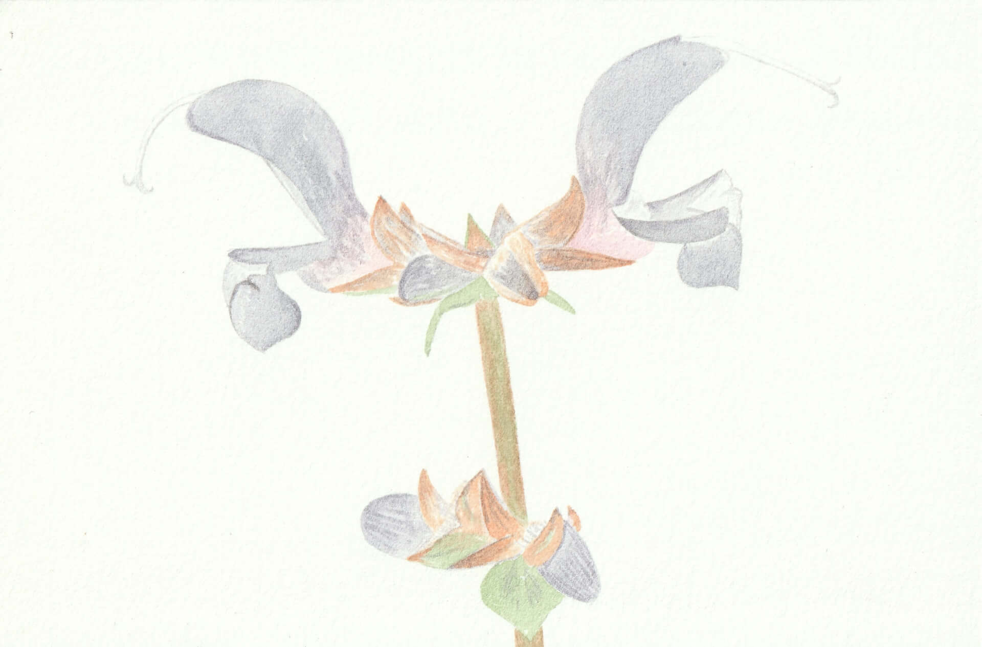 Sauge des prés | christophe-henry