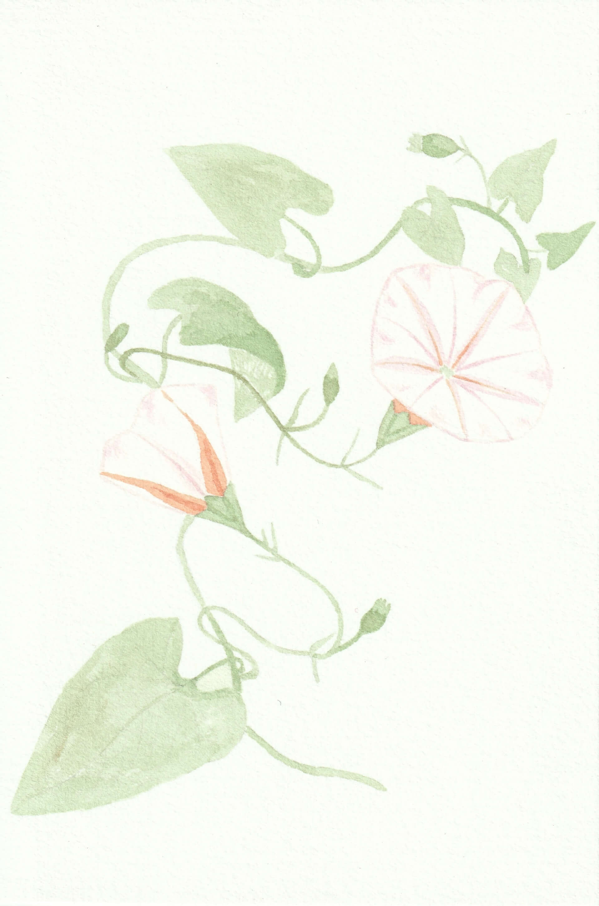 Liseron des champs | christophe-henry