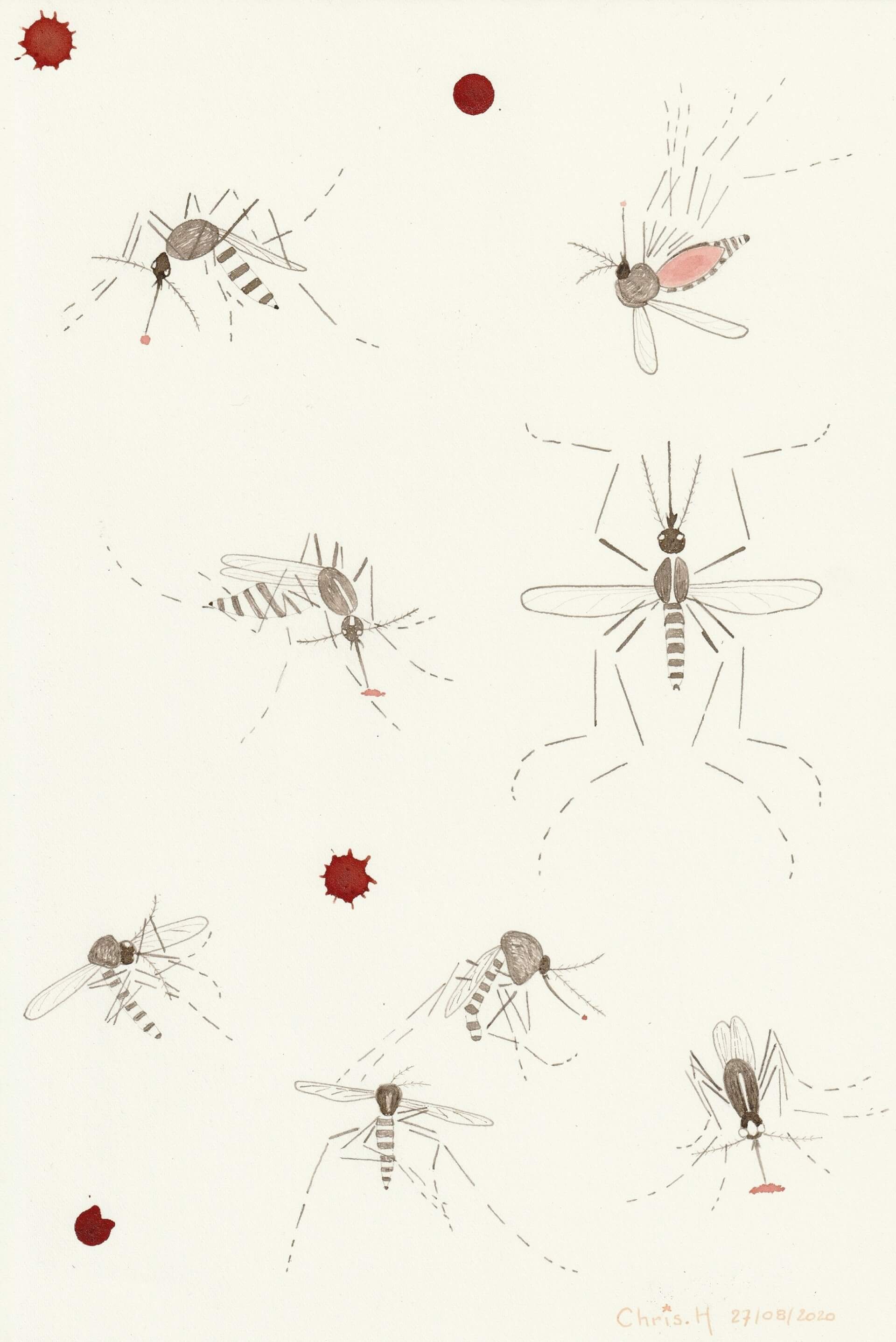 Tigres | christophe-henry