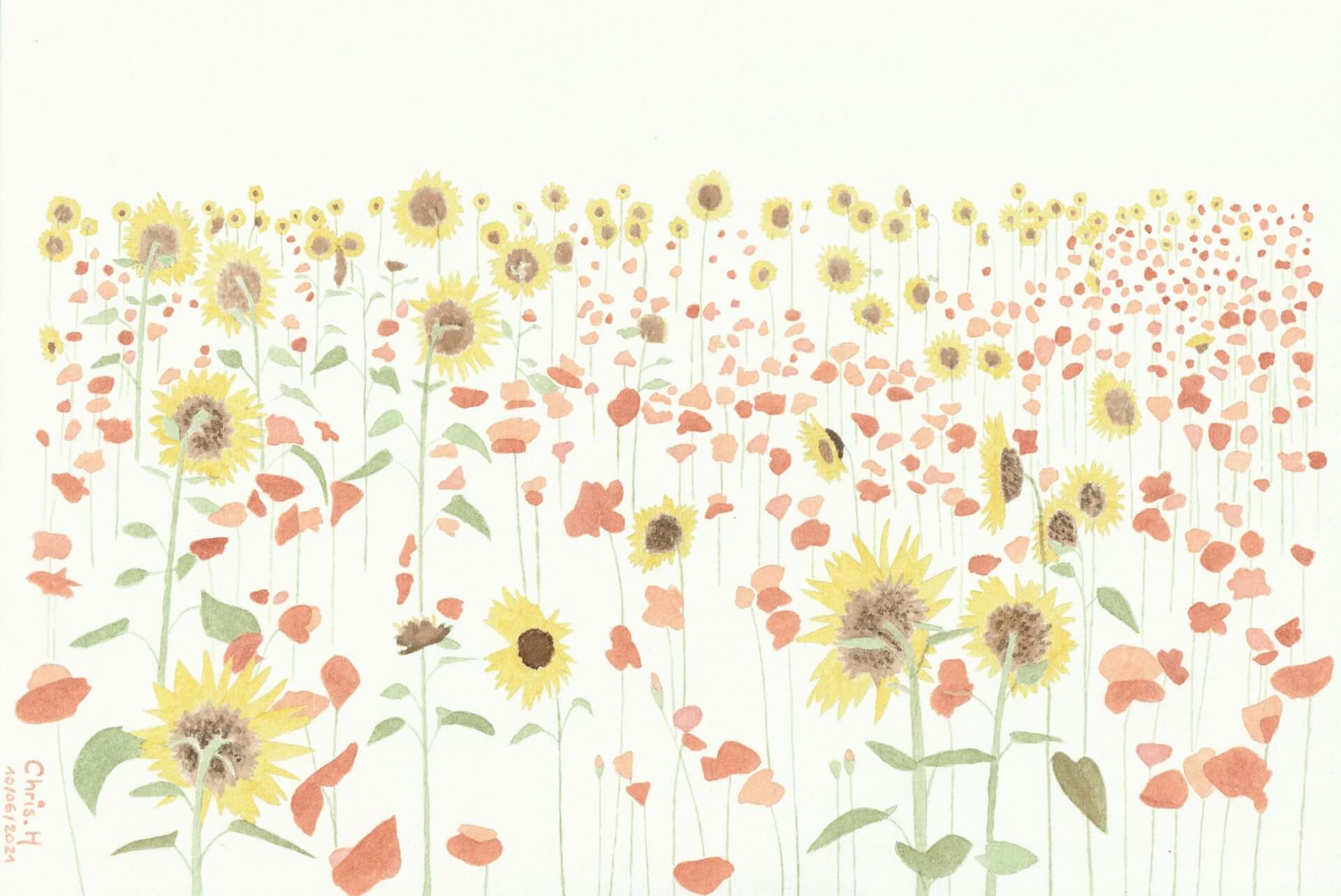 Tournesols et coquelicots | christophe-henry
