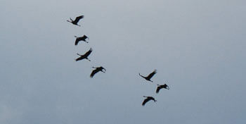 Noi tutti | Babelmed