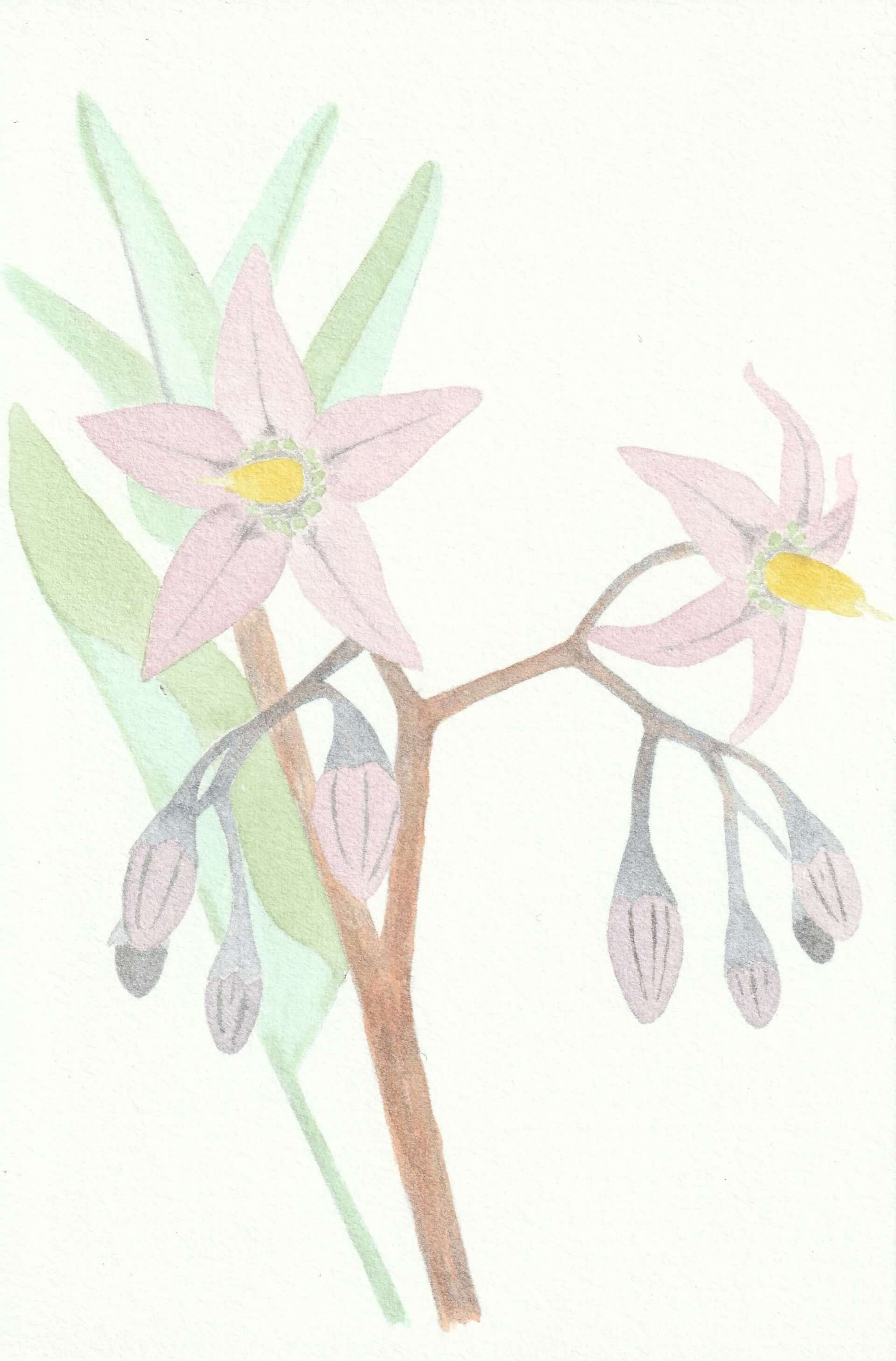 Douce amère | christophe-henry