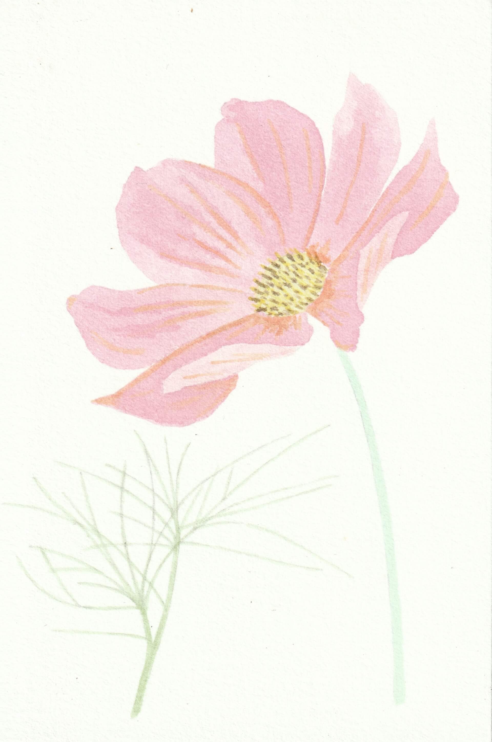 Cosmos | christophe-henry