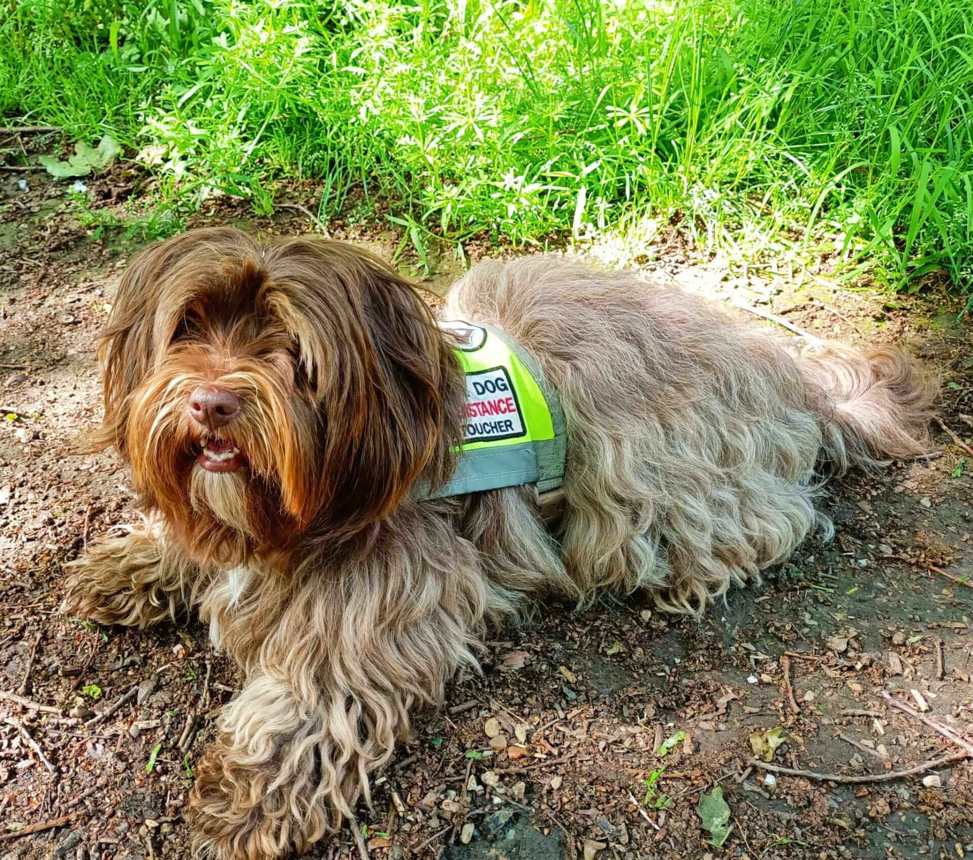 FCAPI - France Chiens d'Assitance Personnalisé et indidualisé