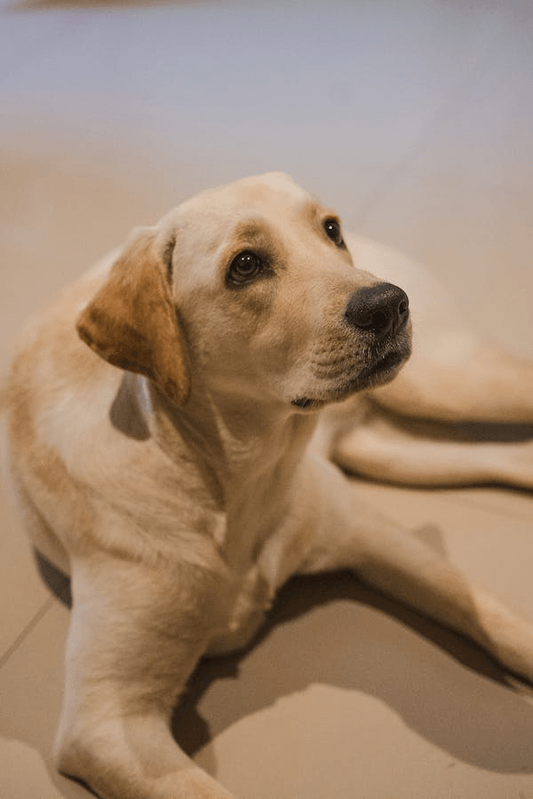 FCAPI - France Chiens d'Assitance Personnalisé et indidualisé