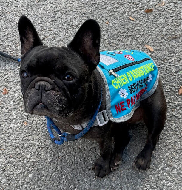 Chien Thérapeute de Soutien et de Service Social | FCAPI - France Chiens d'Assitance Personnalisé et indidualisé