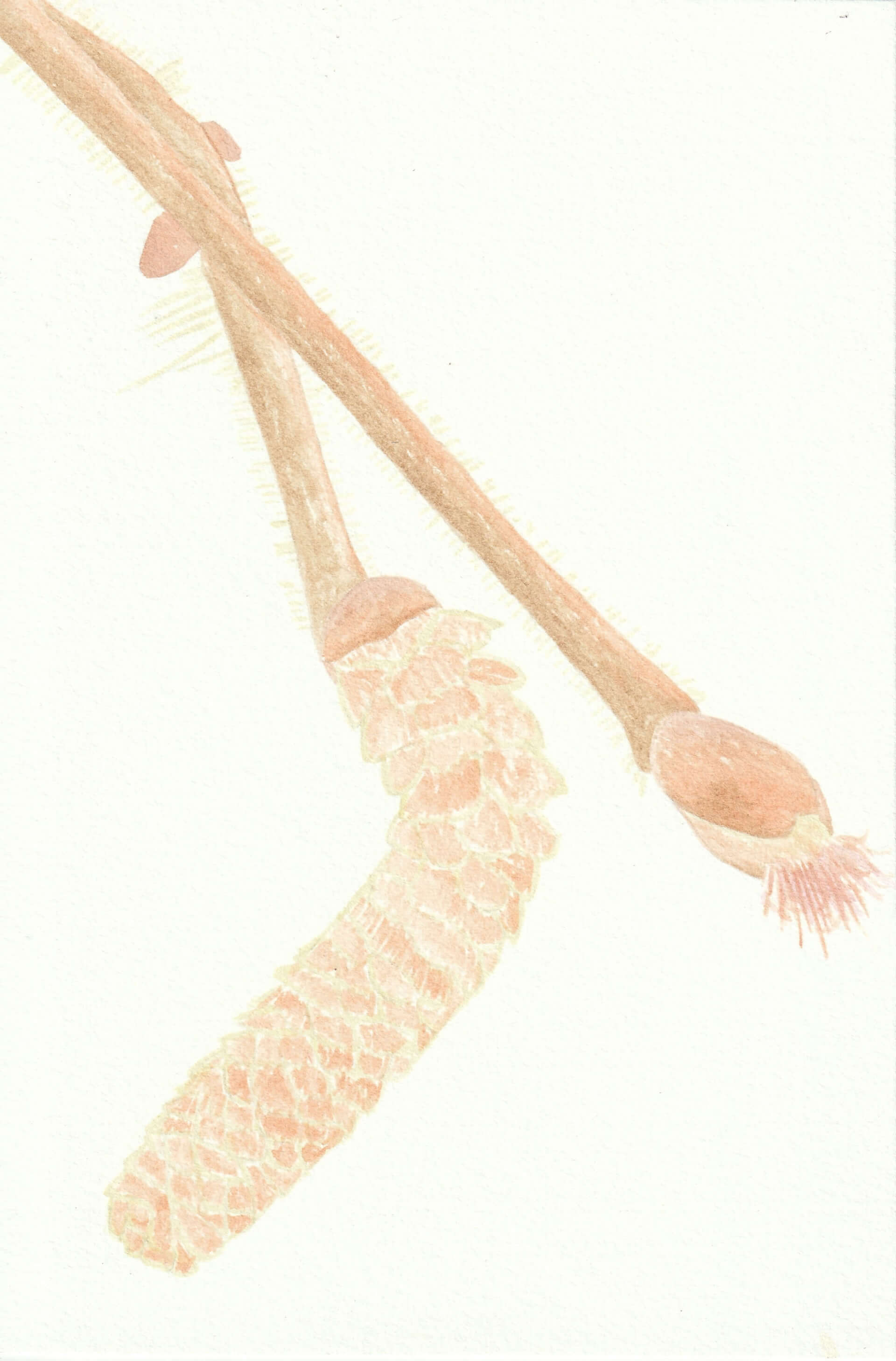 Noisetier | christophe-henry