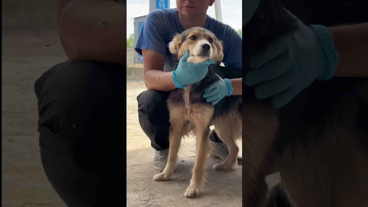 Программа по стерилизации и вакцинации бродячих собак в Канте "Кумайык" | AFKE