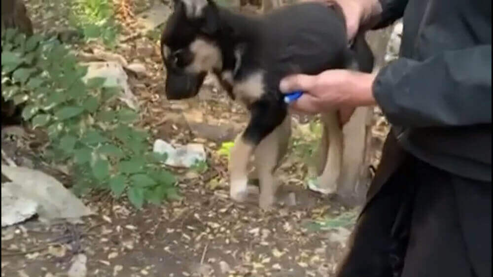 Мэрия Канта и кыргызско-французская организация договорились о совместной кастрации собак | AFKE