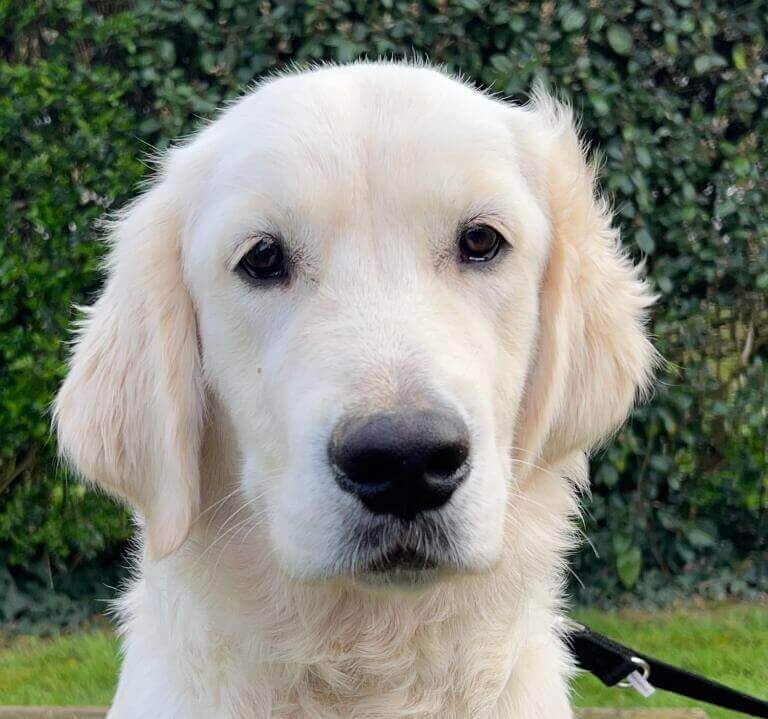 Unix | FCAPI - France Chiens d'Assitance Personnalisé et indidualisé