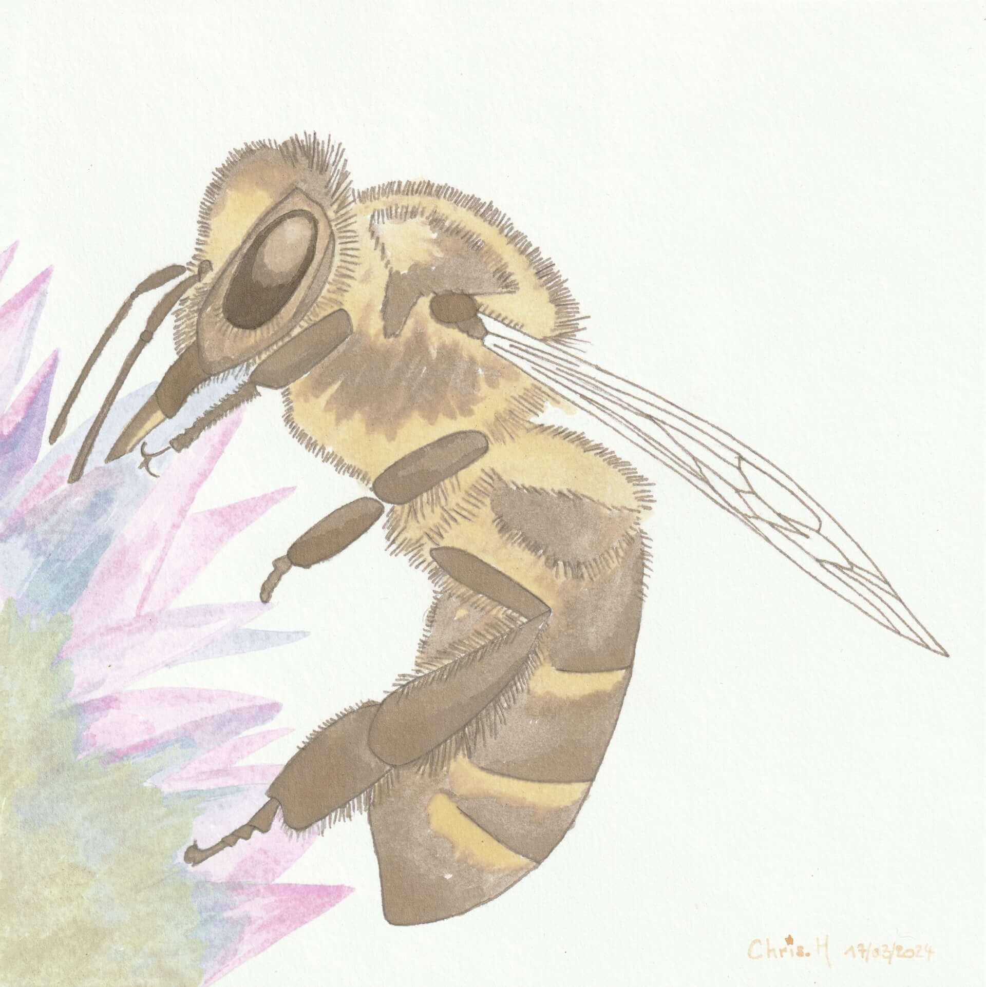 Abeille domestique | christophe-henry