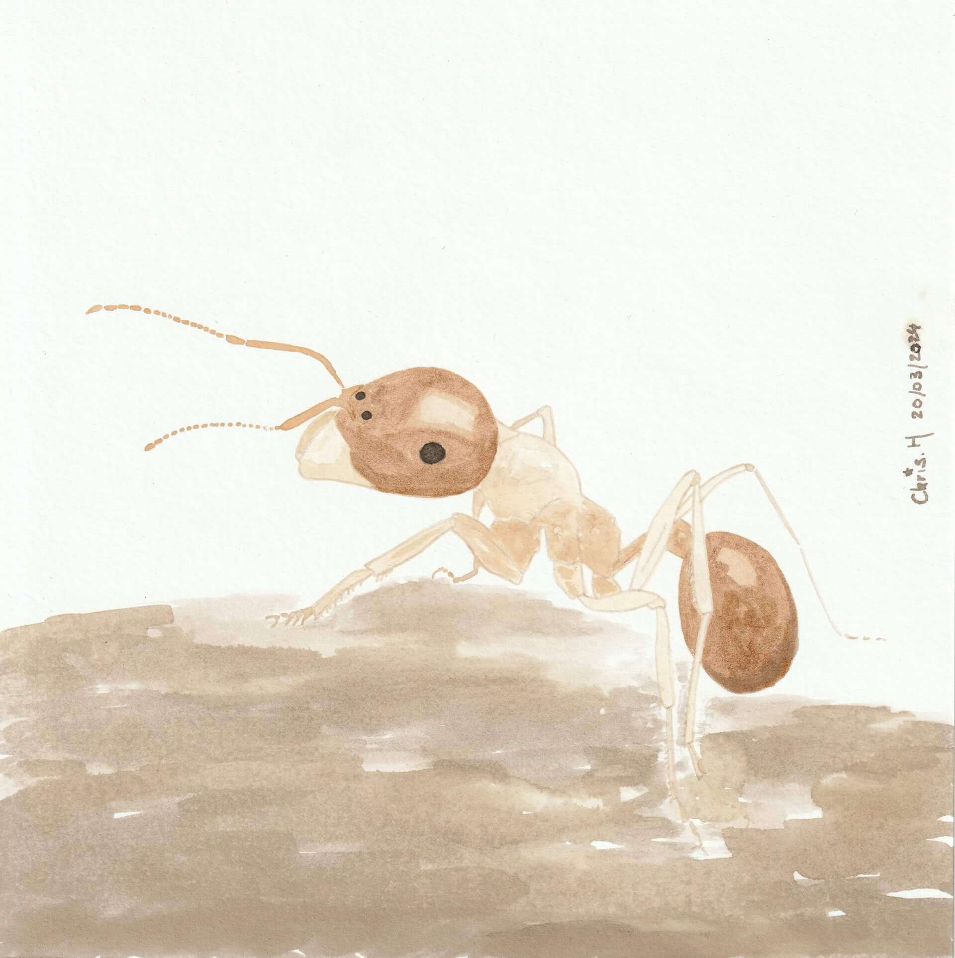 Fourmi charpentière | christophe-henry