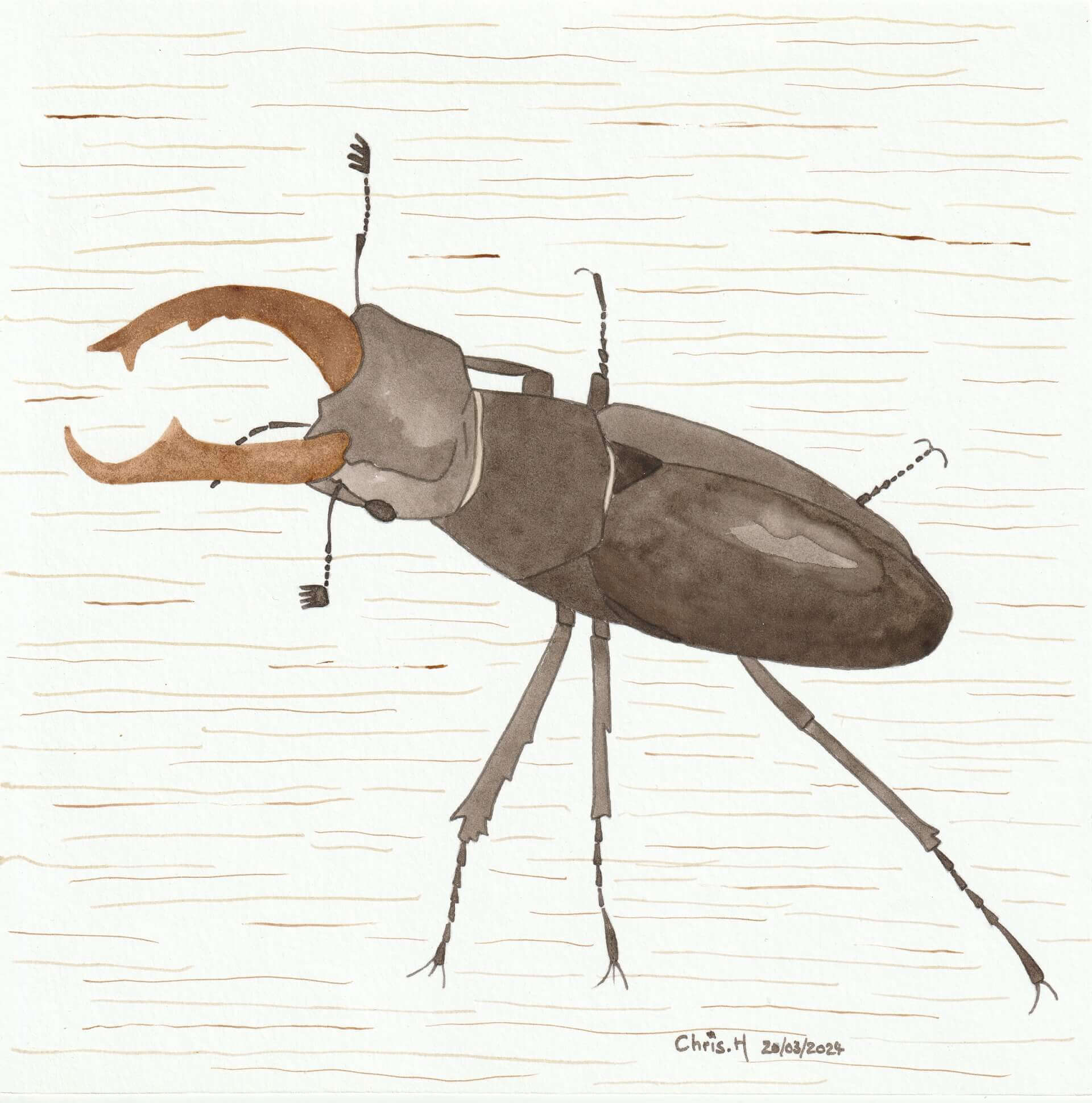 Lucane cerf-volant | christophe-henry