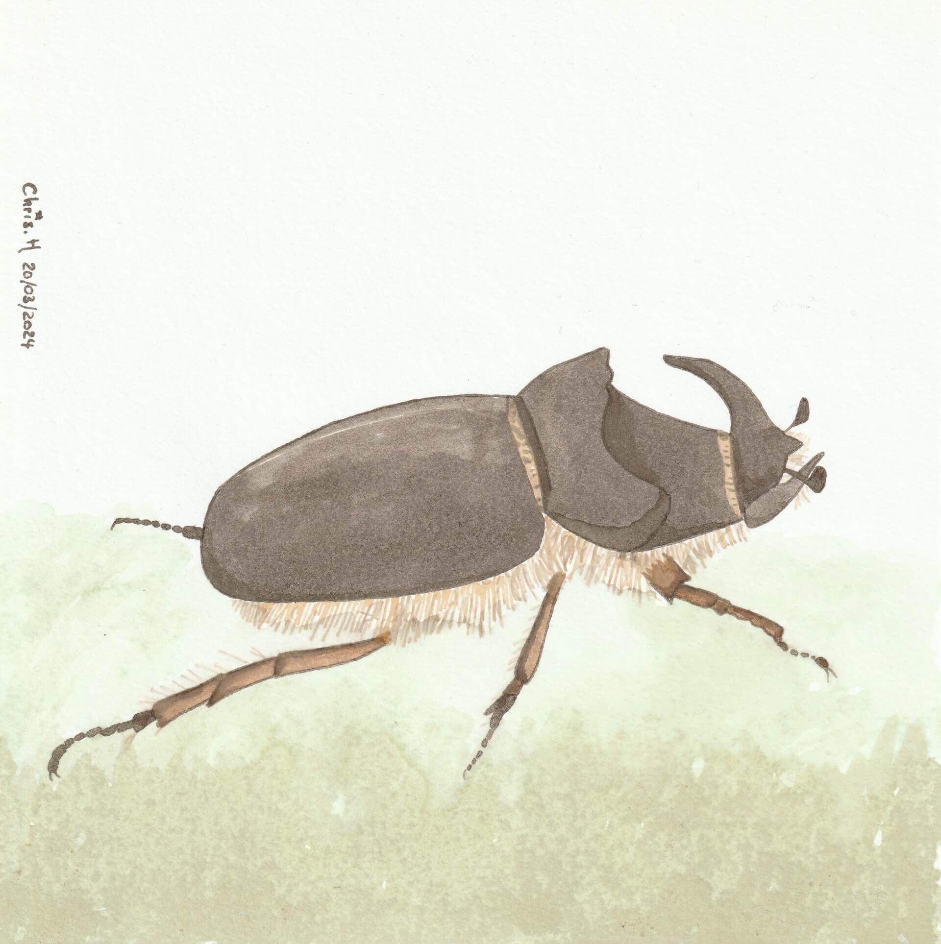 Rhinocéros | christophe-henry