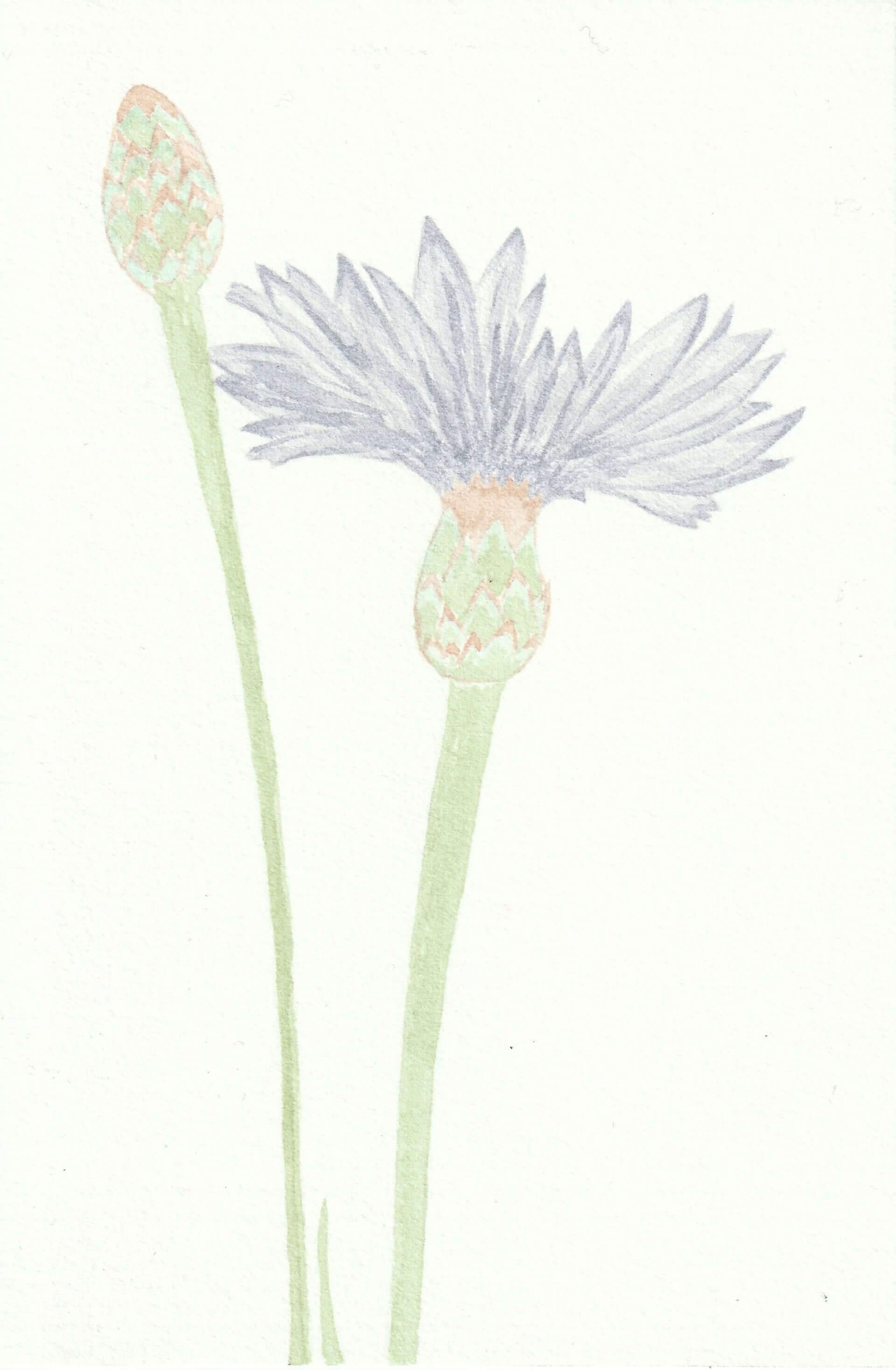 Bleuet | christophe-henry