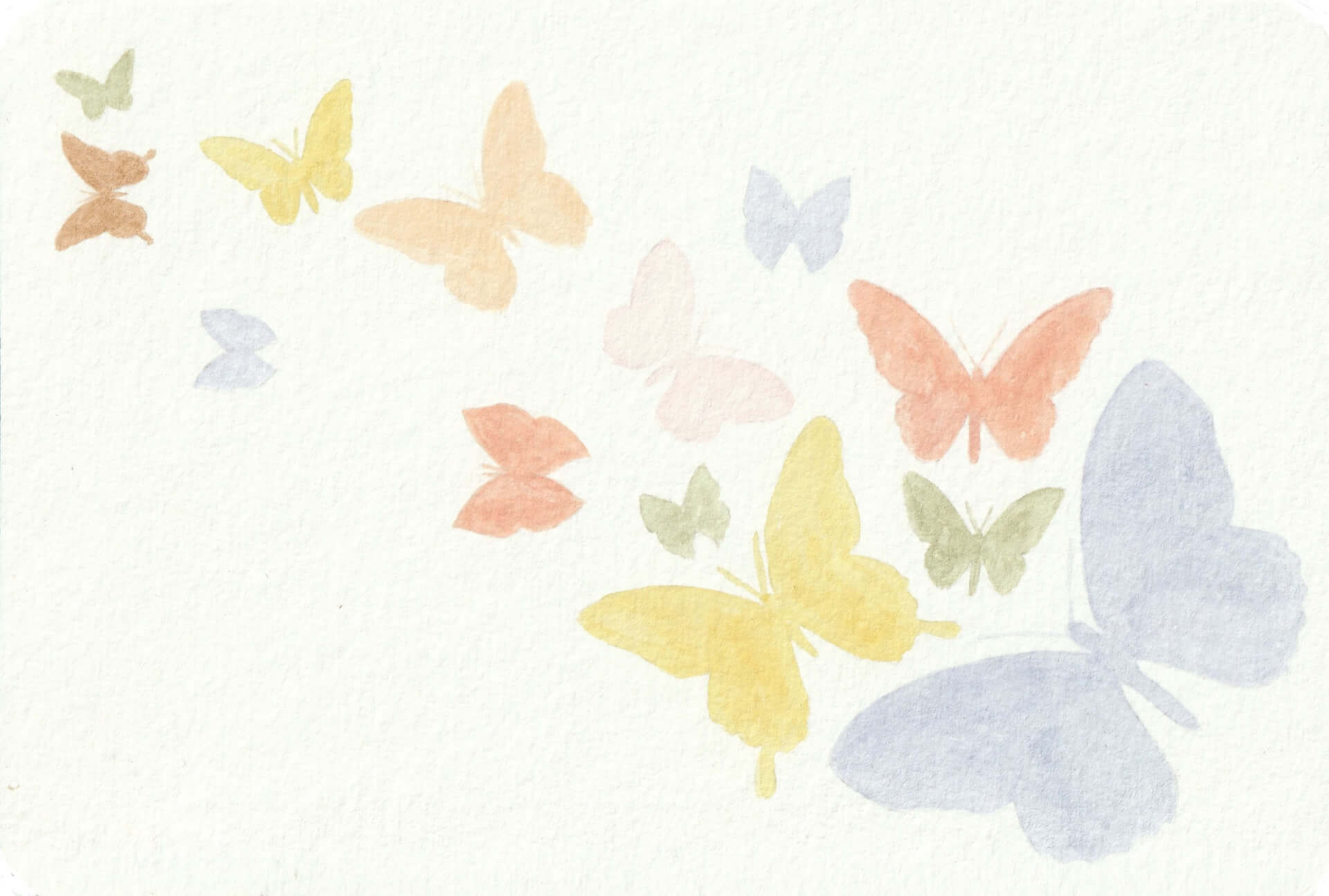 Papilyons multicolores | christophe-henry