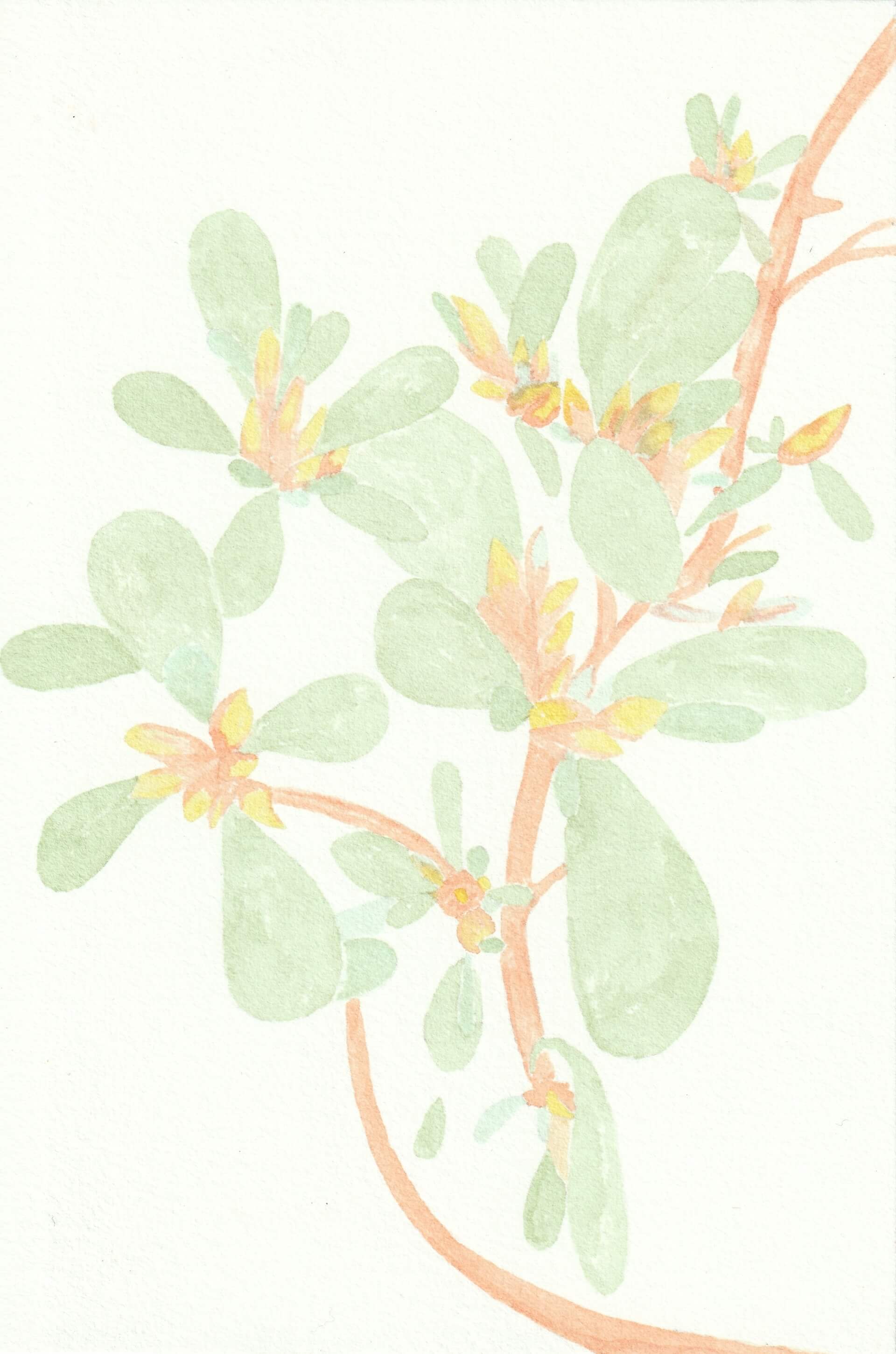 Pourpier | christophe-henry