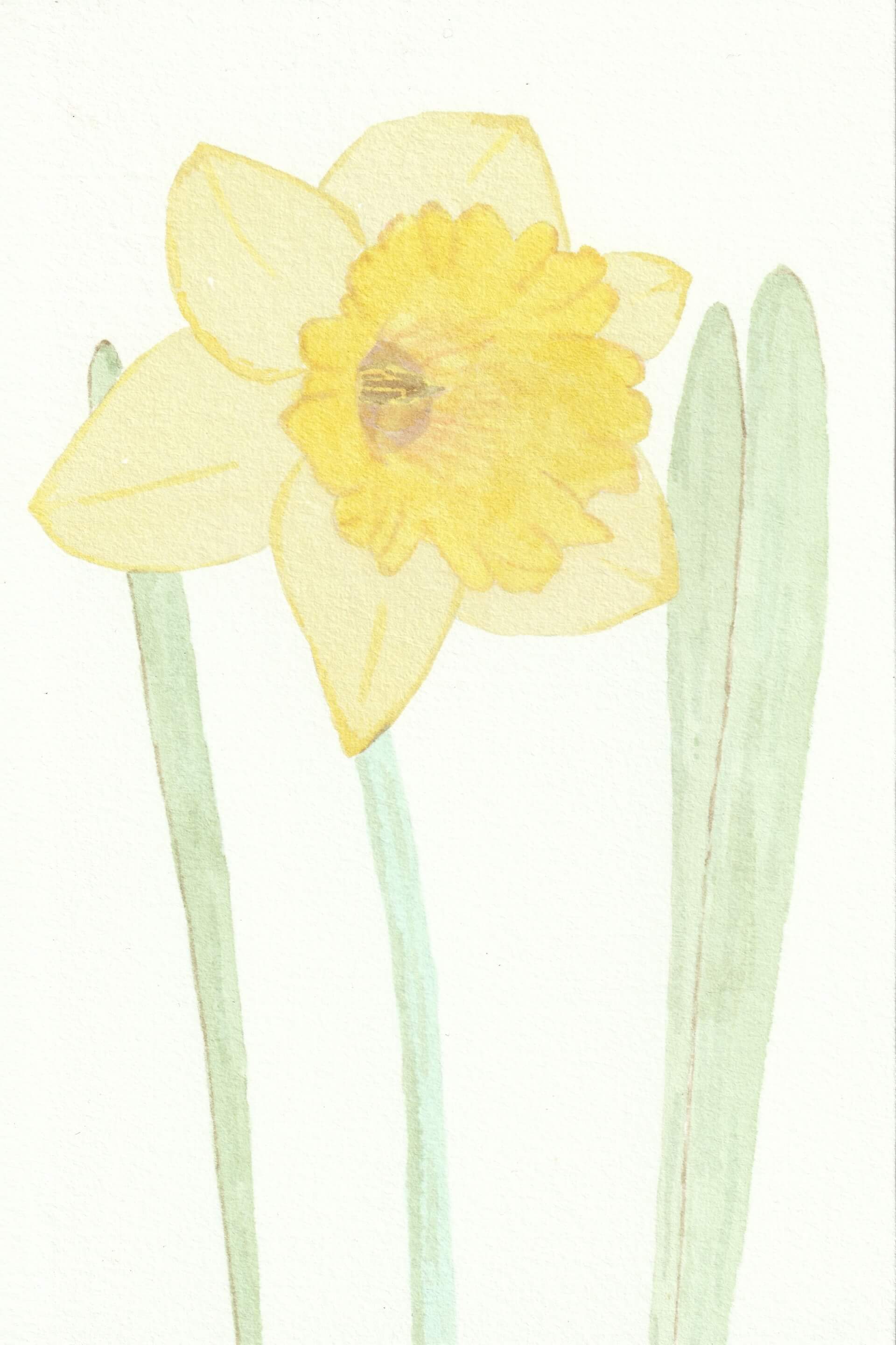 Jonquille | christophe-henry