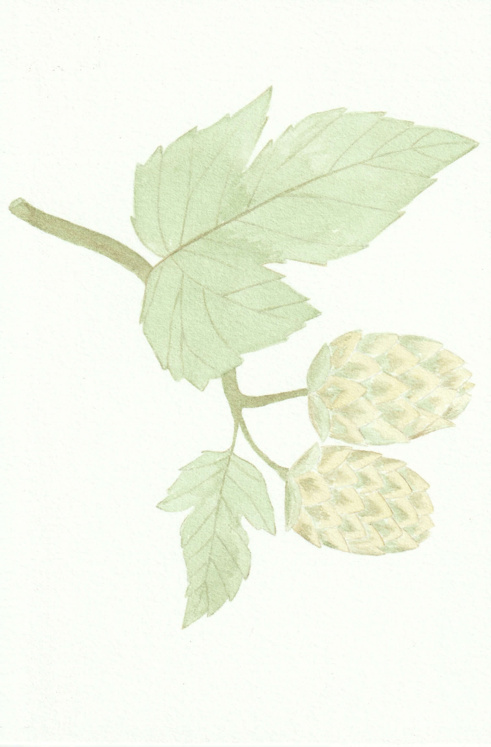 Houblon | christophe-henry