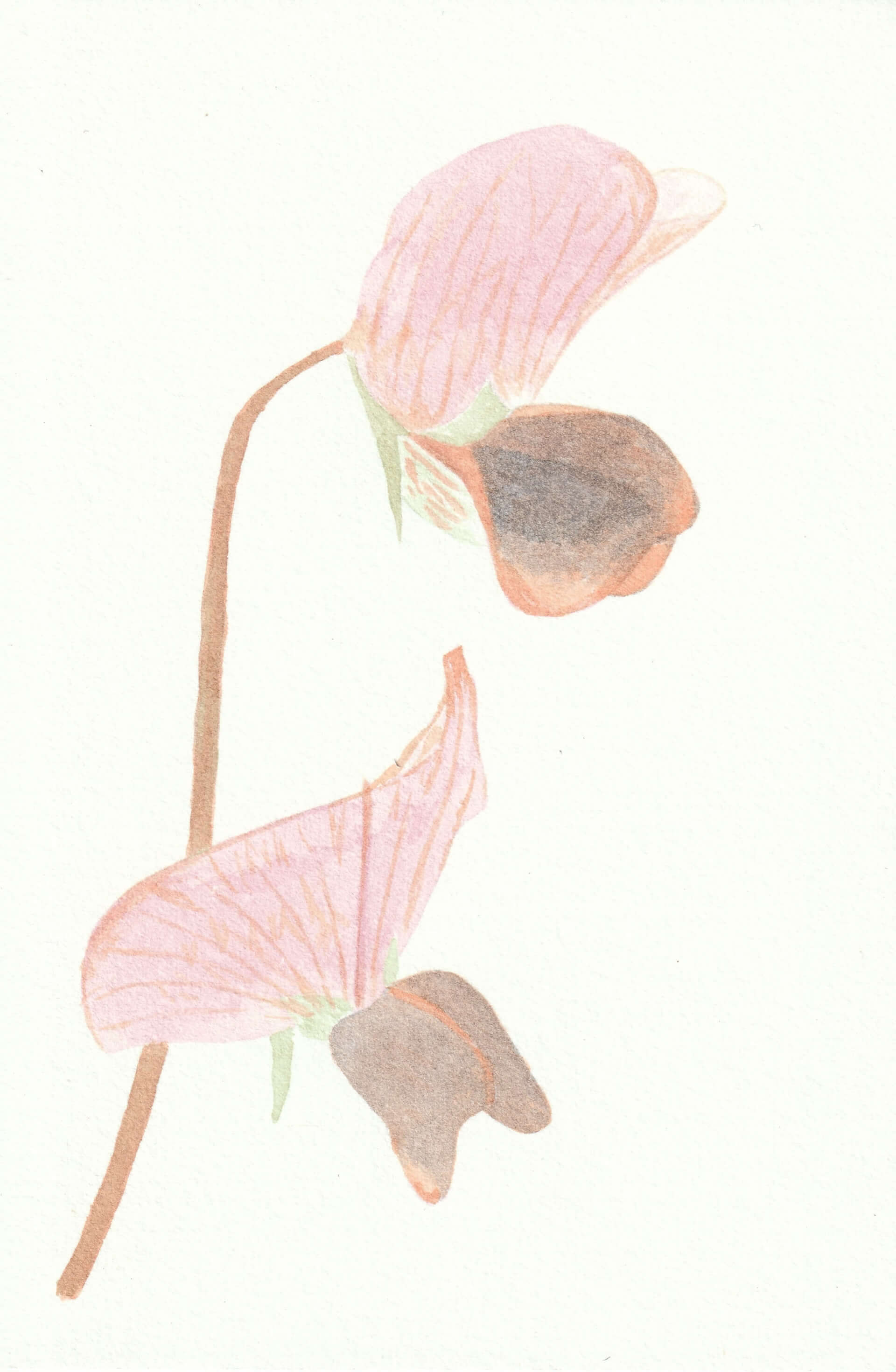 Pois cultivé | christophe-henry