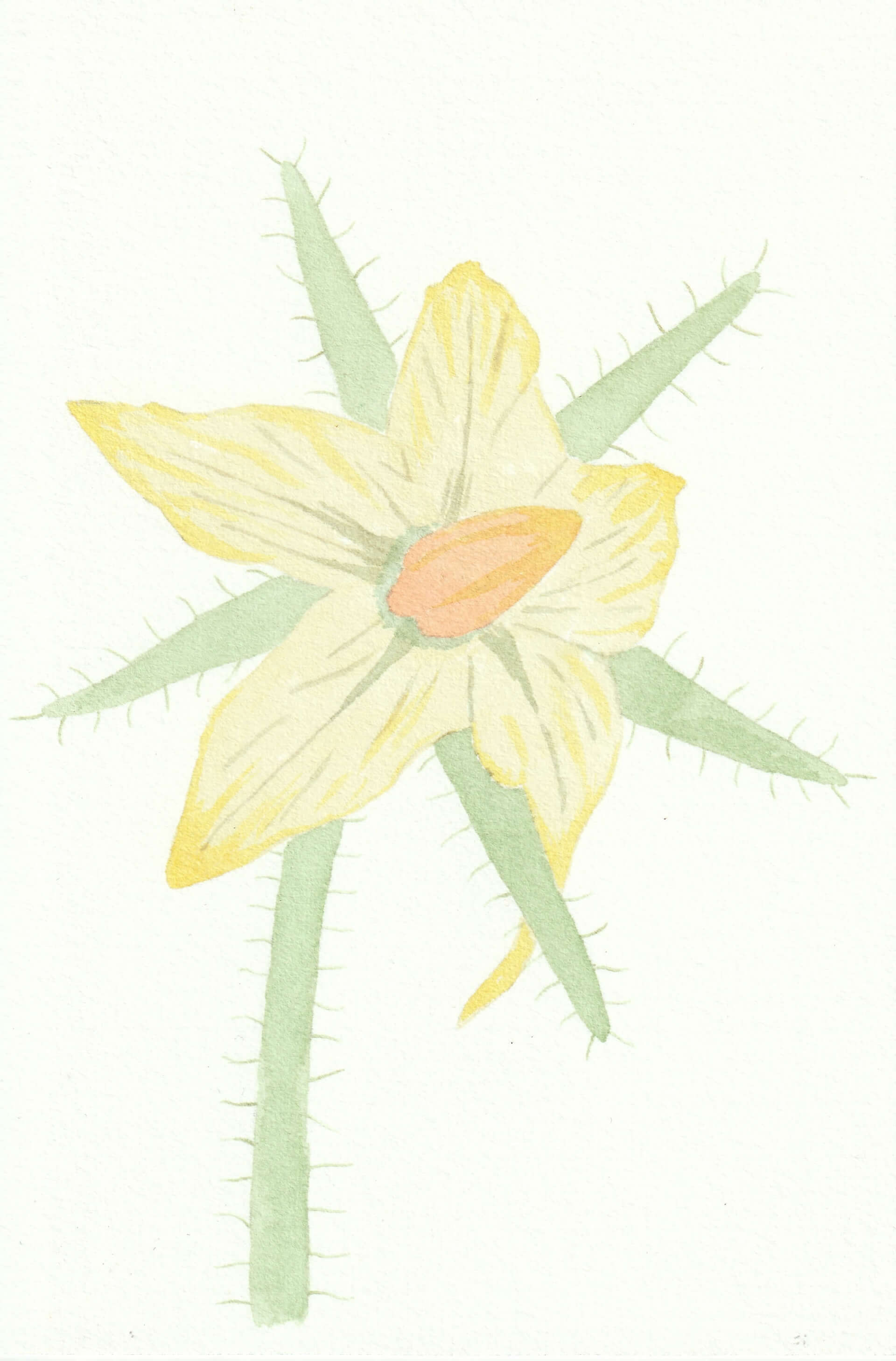 Tomate | christophe-henry