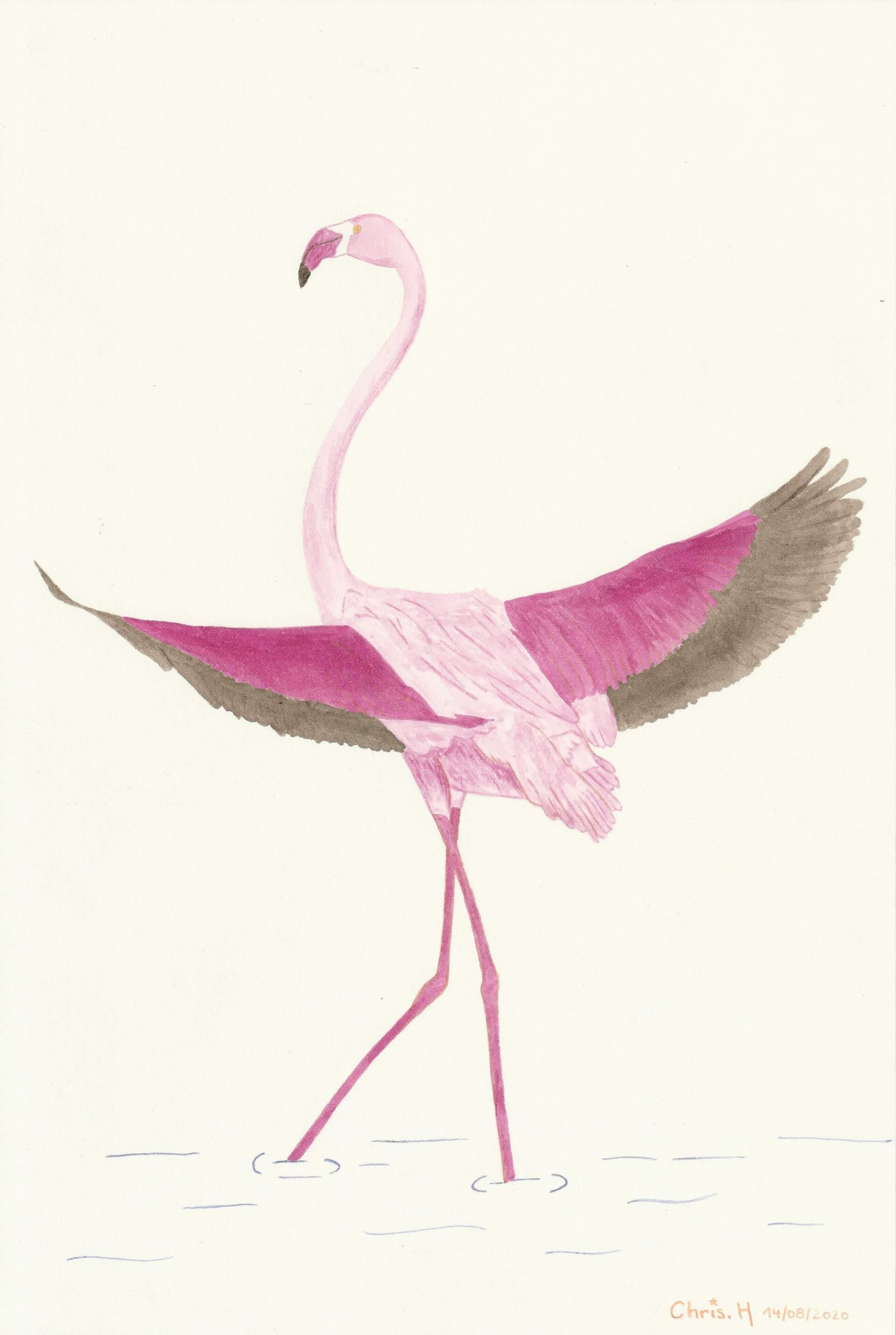 Flamenco | christophe-henry