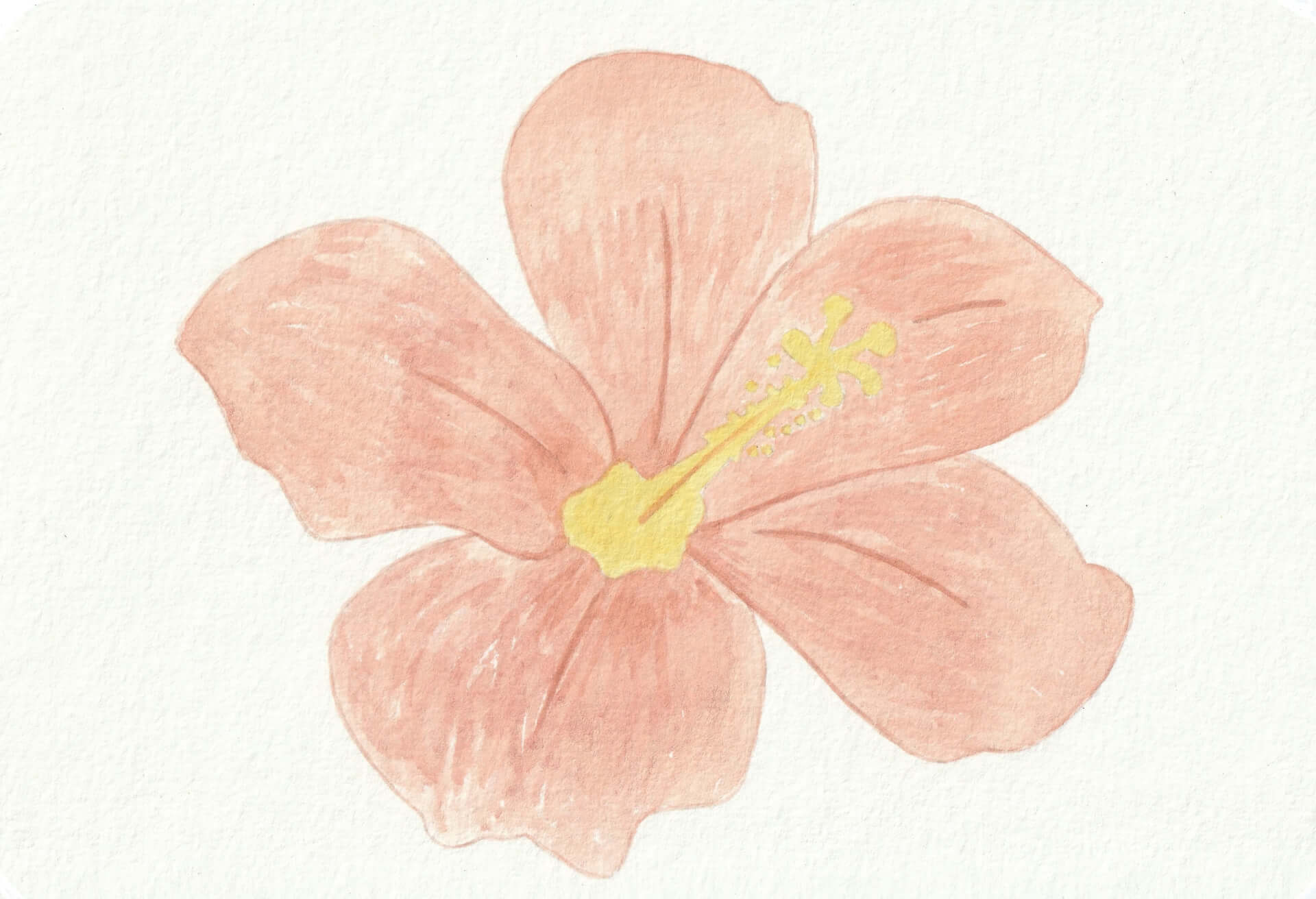 Hibiscus (A) | christophe-henry