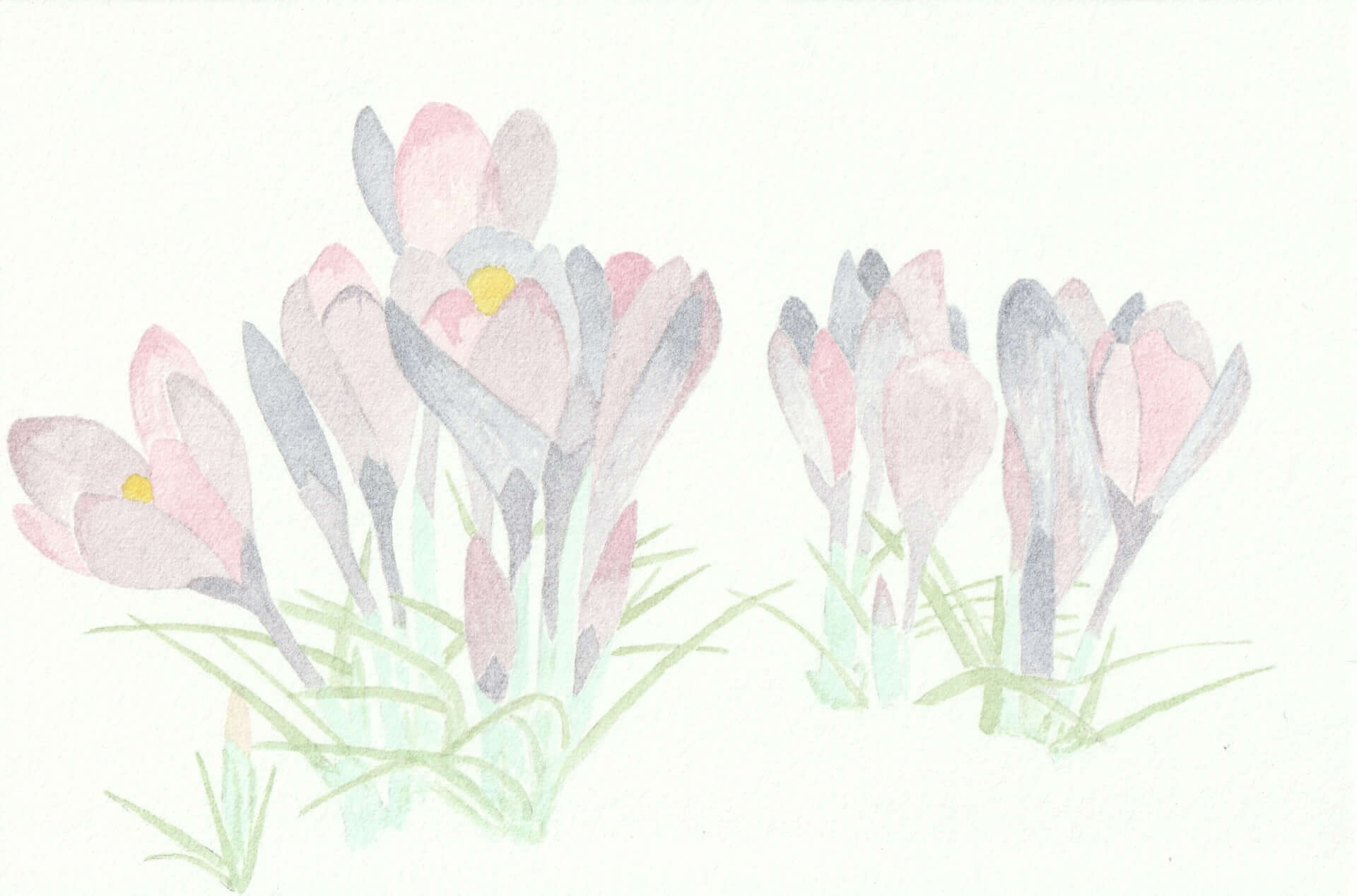 Crocus | christophe-henry