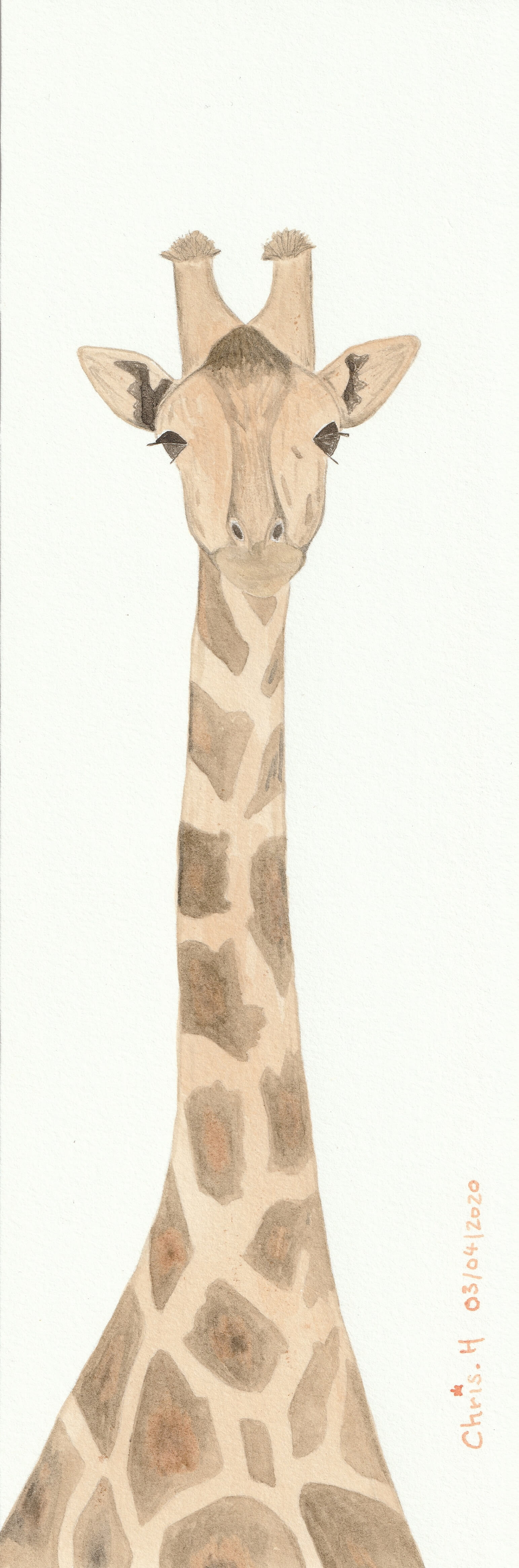 Girafe | christophe-henry