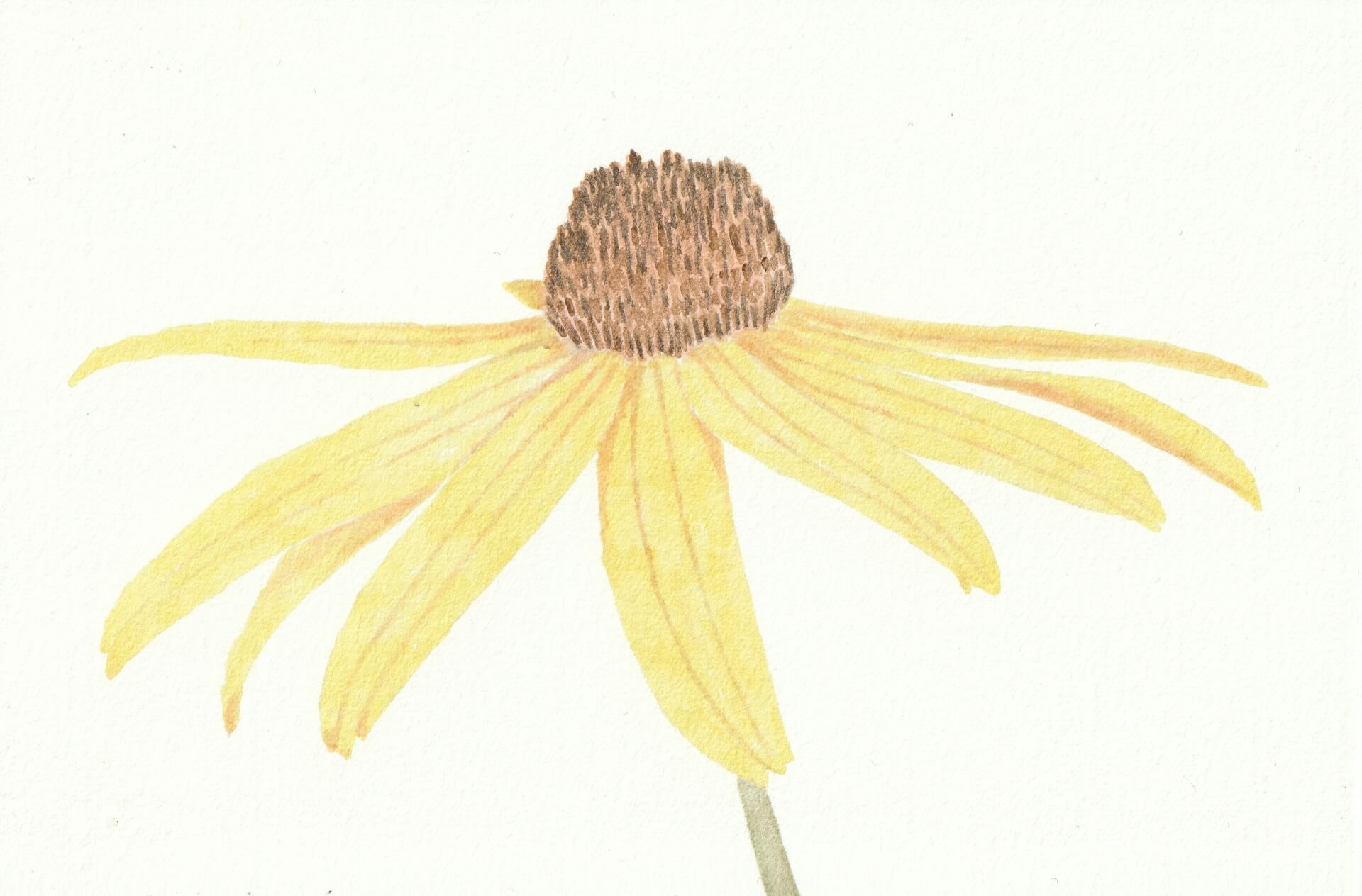 Rudbeckia | christophe-henry