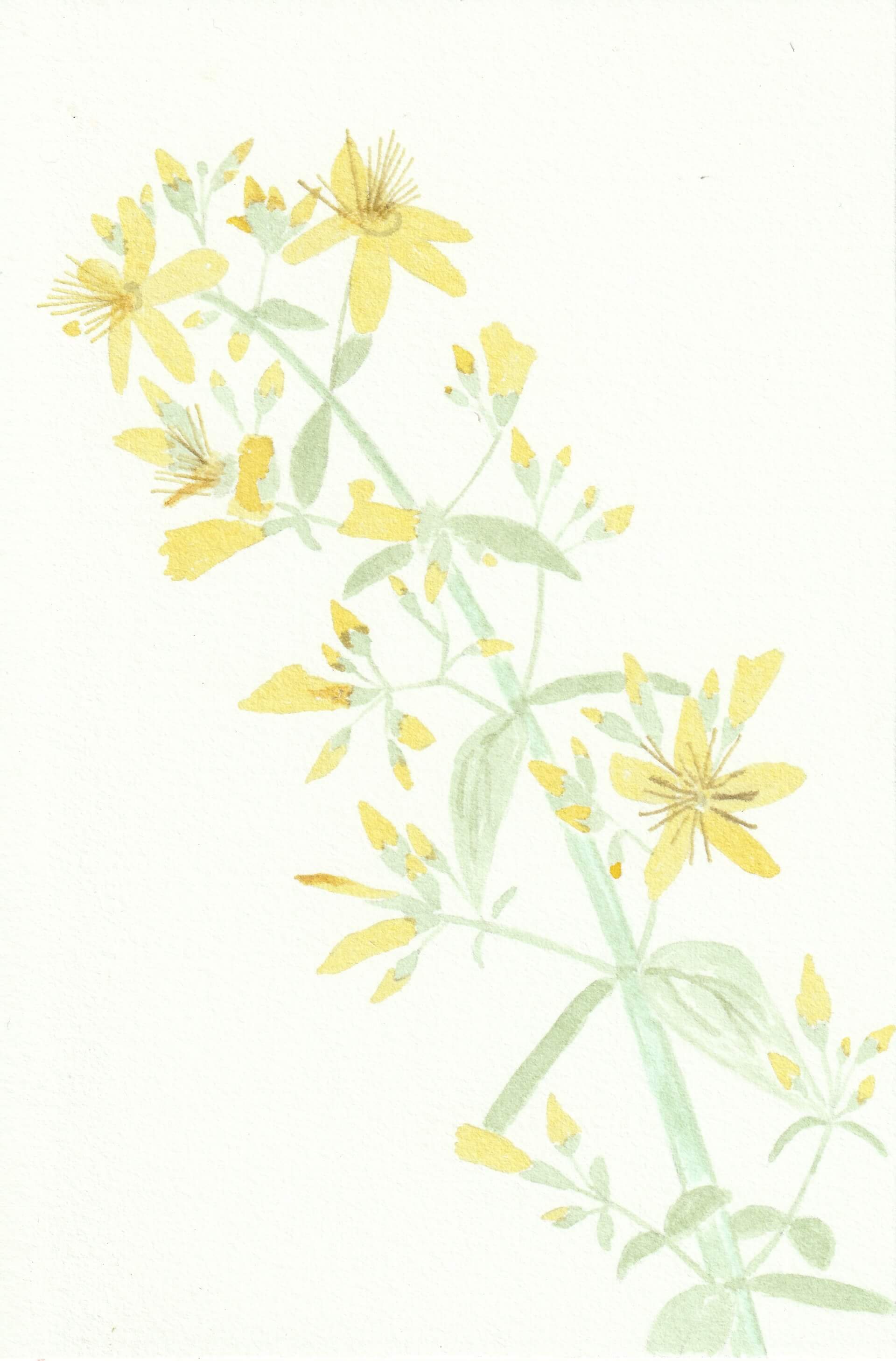 Millepertuis | christophe-henry