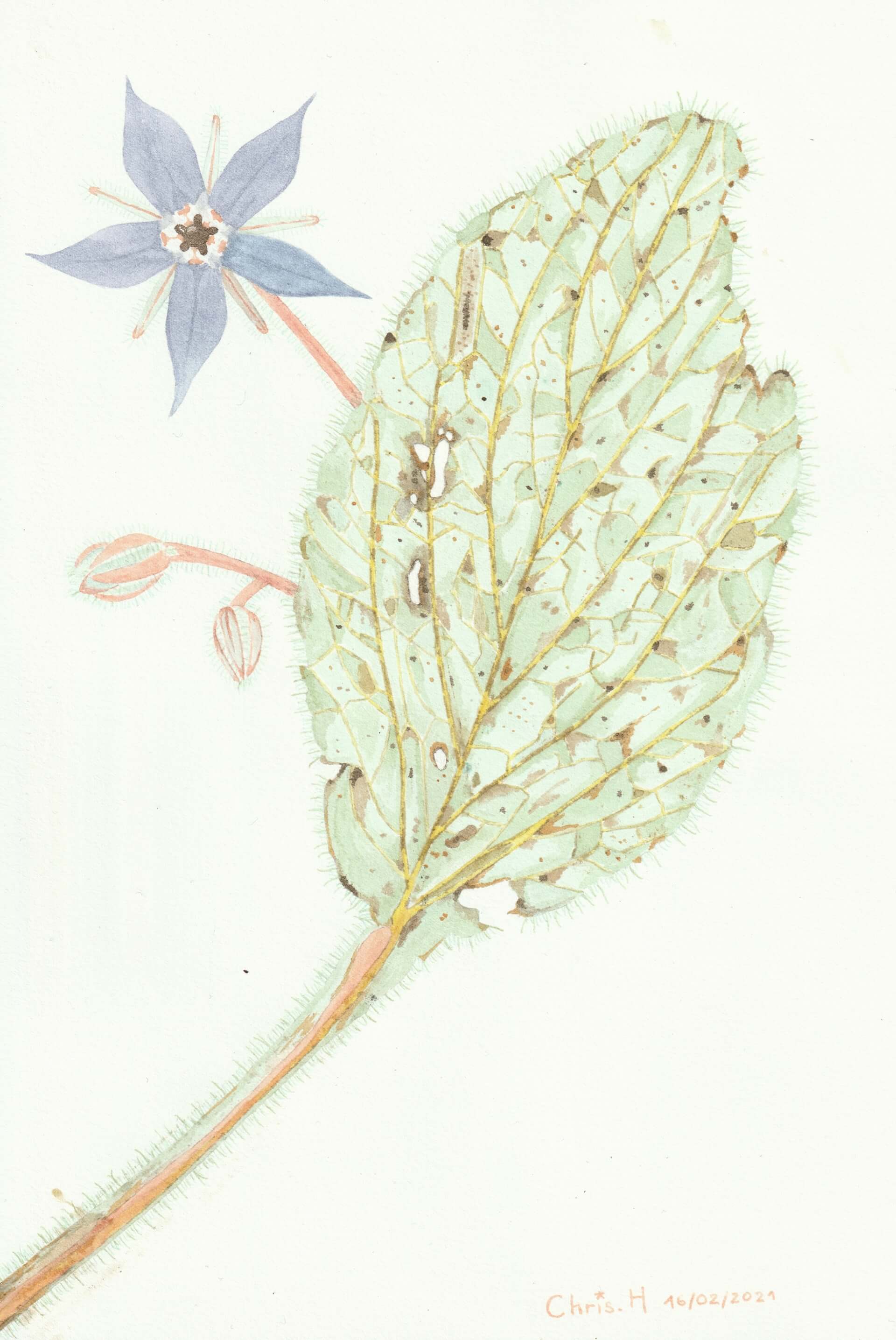 Bourrache | christophe-henry