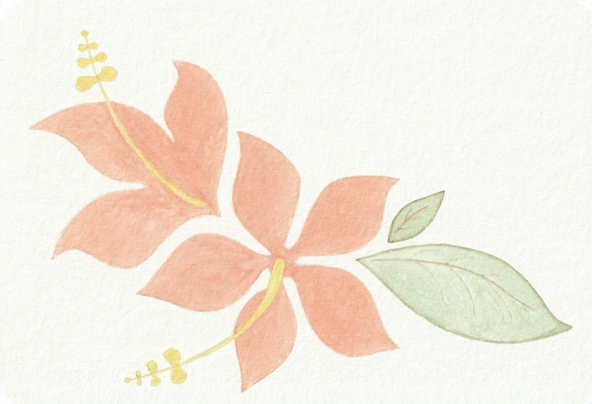 Hibiscus (B) | christophe-henry