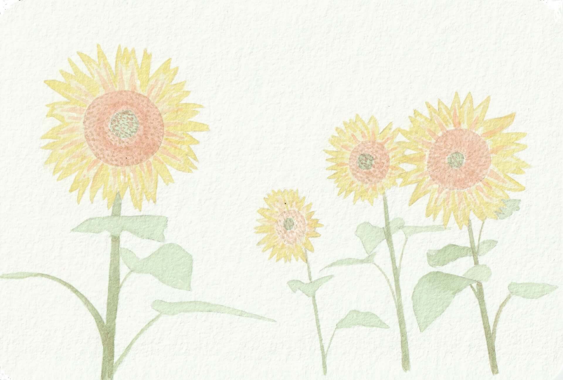 Tournesols | christophe-henry