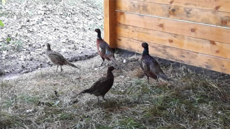 Animals enclosure | AFKE