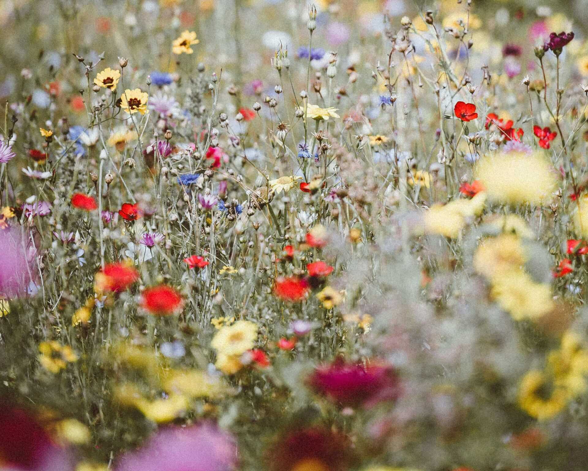 Atelier de création de parfum d'ambiance personnalisé (2 heures) | Au jardin d'Althéa