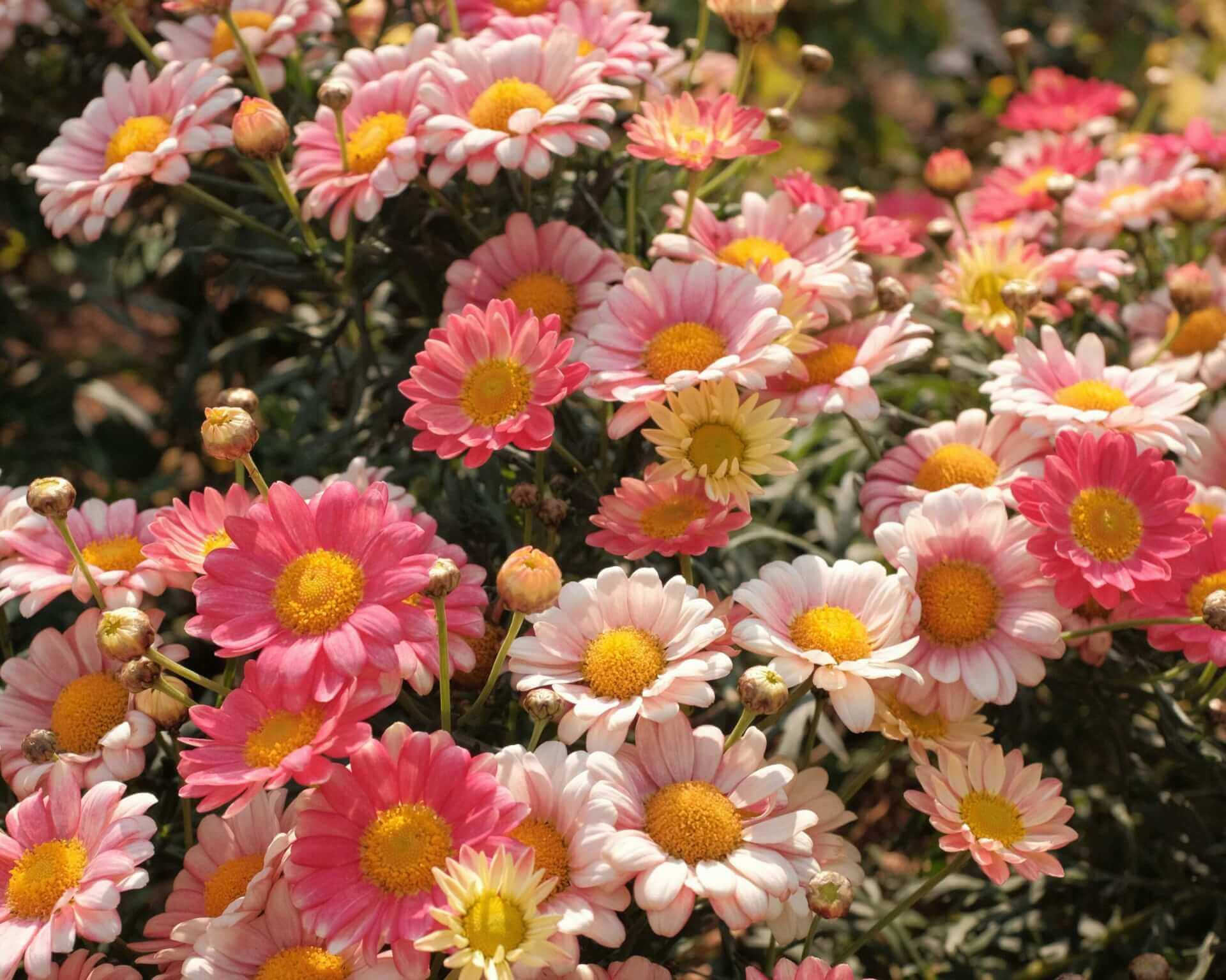 Atelier « création de votre eau de parfum » 2 heures | Au jardin d'Althéa