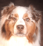 Moon | FCAPI - France Chiens d'Assitance Personnalisé et indidualisé