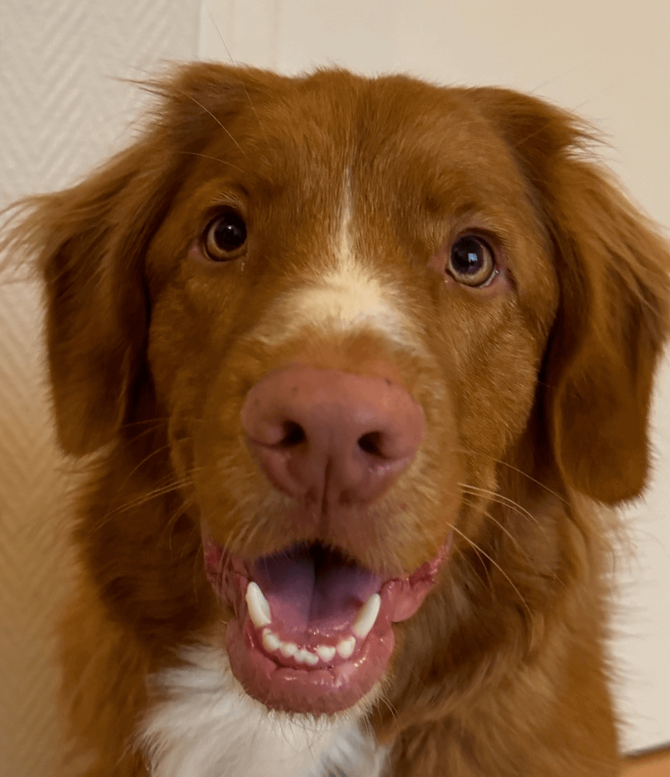 Lucky | FCAPI - France Chiens d'Assitance Personnalisé et indidualisé