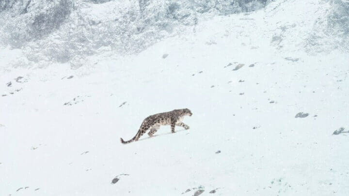 Chronique du Tibet : De l’essence à la résilience : sur les traces de la patience oubliée. | TACK