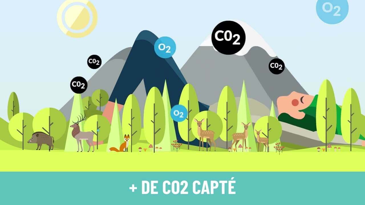 Récolter du bois c'est faire vivre la forêt | Fibois Sud