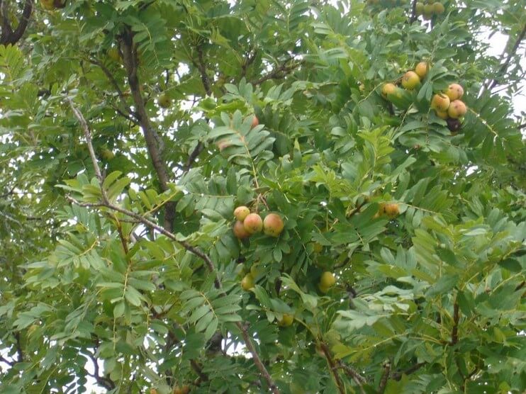 Sortie autour du sorbier domestique et des sorbes - Balade botanique | Vivant·e !