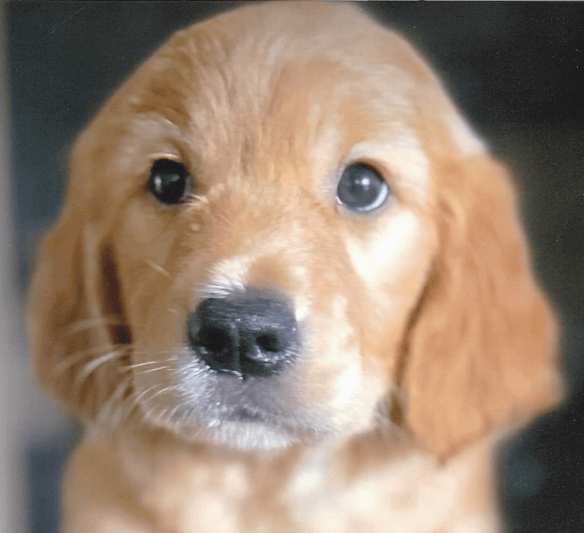 Vasana | FCAPI - France Chiens d'Assitance Personnalisé et indidualisé